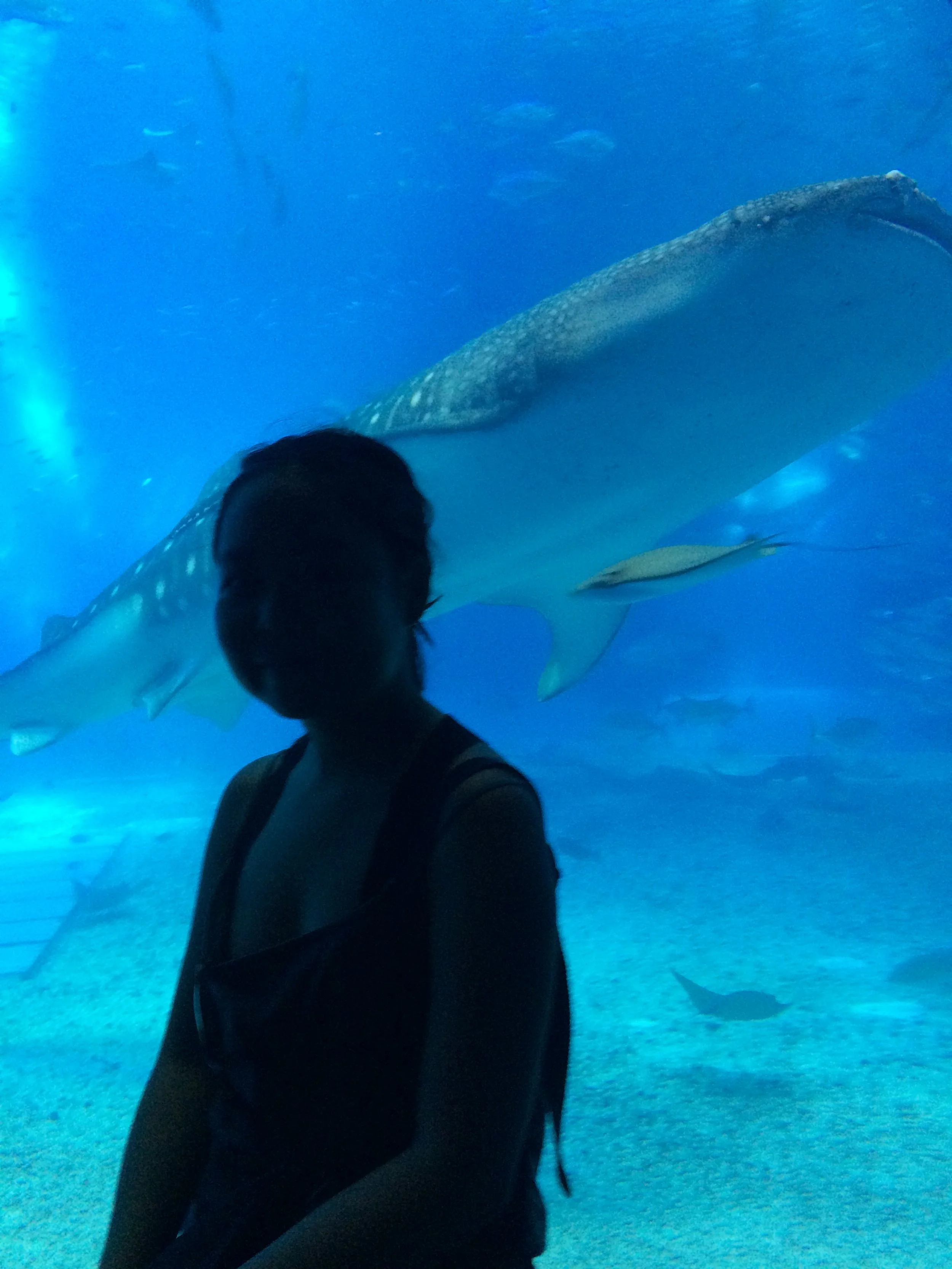 美ら海水族館 / churaumi