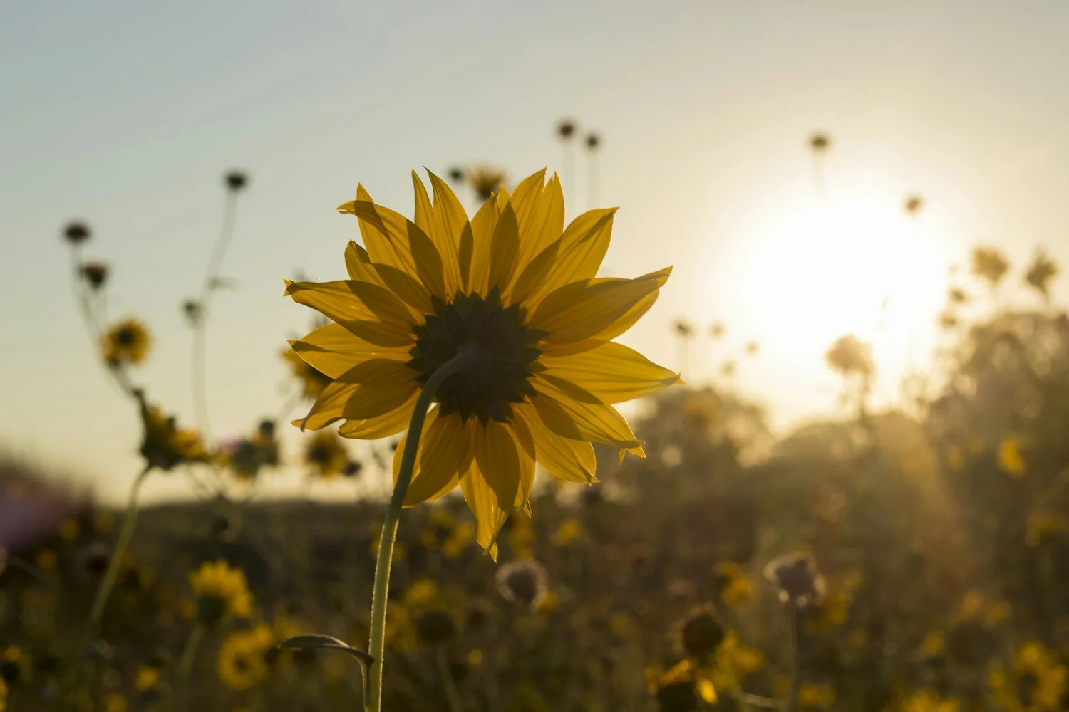 A sunflower backlit by golden light in an open field at sunset
