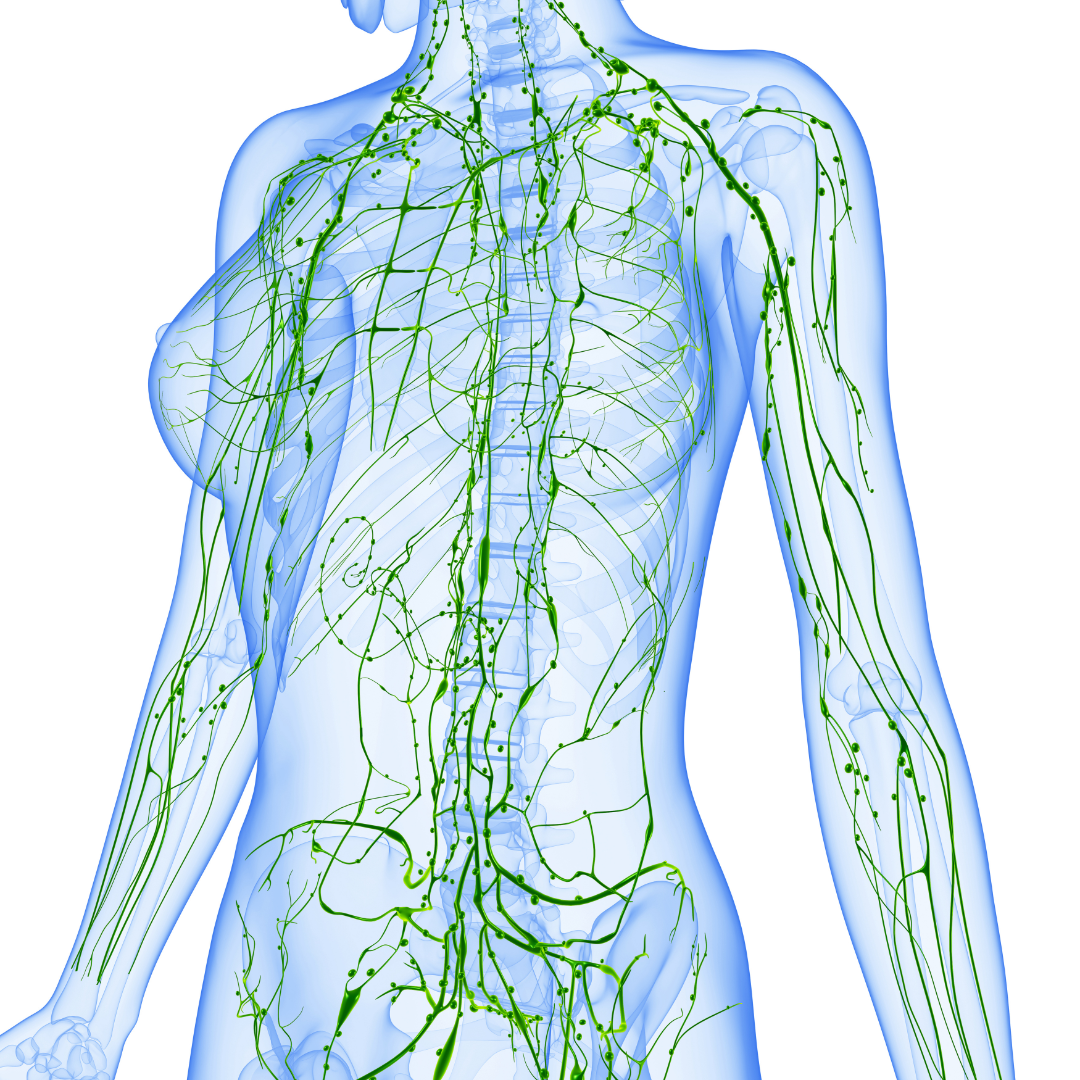 Lymphstatic Lymphatic Massage in San Diego — Equilibrio