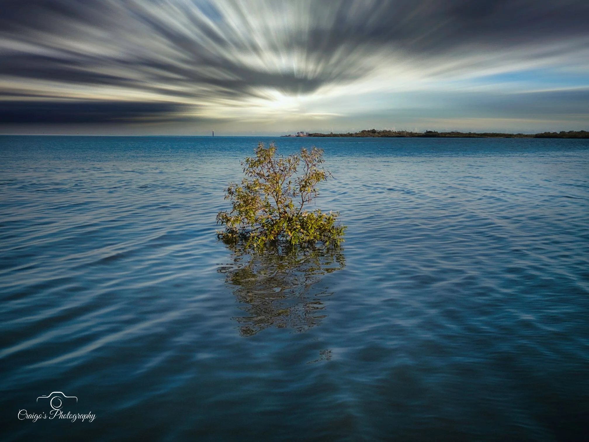 LR Tree in Water.jpg