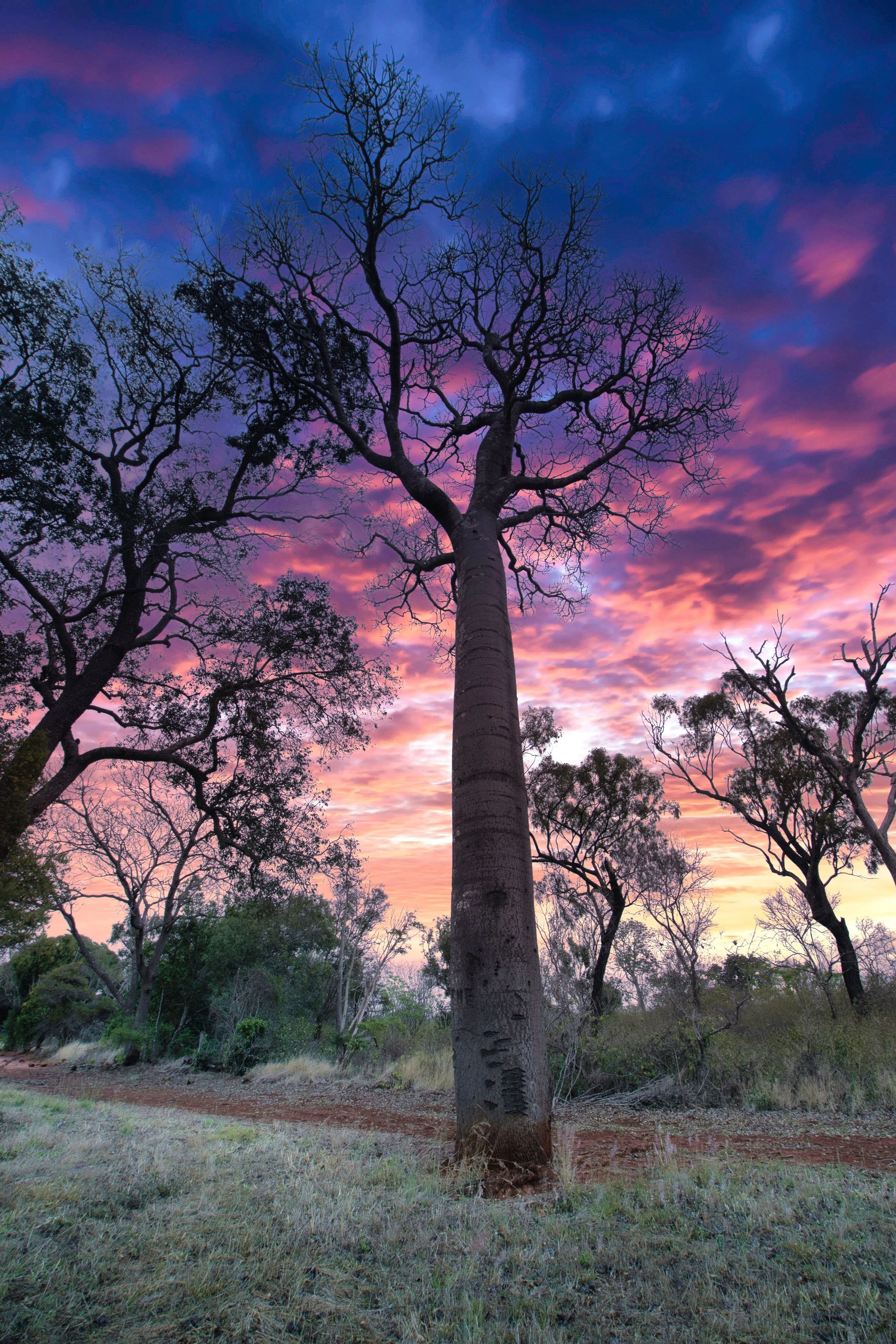 Bottle tree Forty Mile.jpg