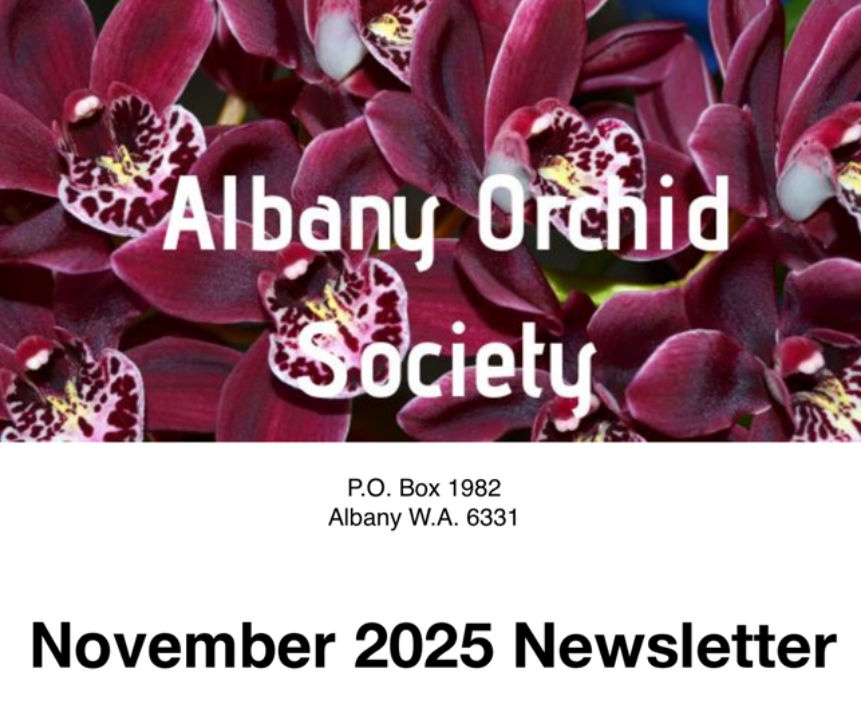 Albany Orchid Society Inc. November 2025 Newsletter 