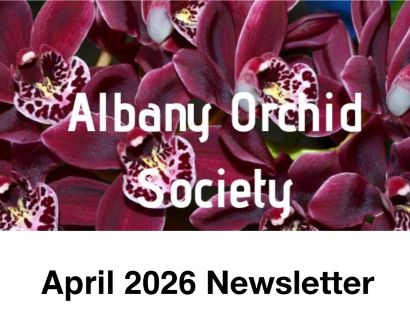 Albany Orchid Society Inc. April 2026 Newsletter 