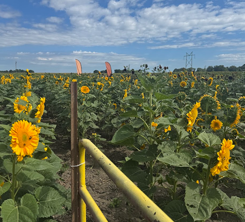 Field of blooming sunflowers under a partly cloudy sky with distant power lines.