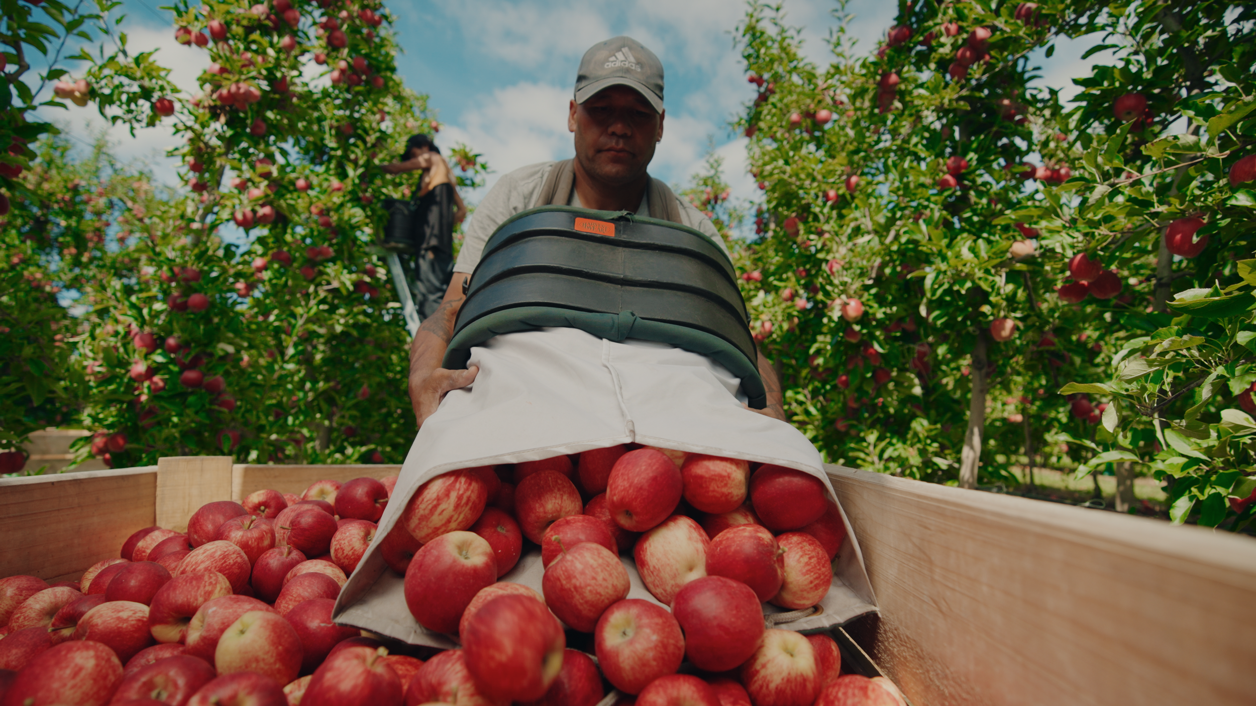 Durable Harvest Bins for Hawke’s Bay Horticulture