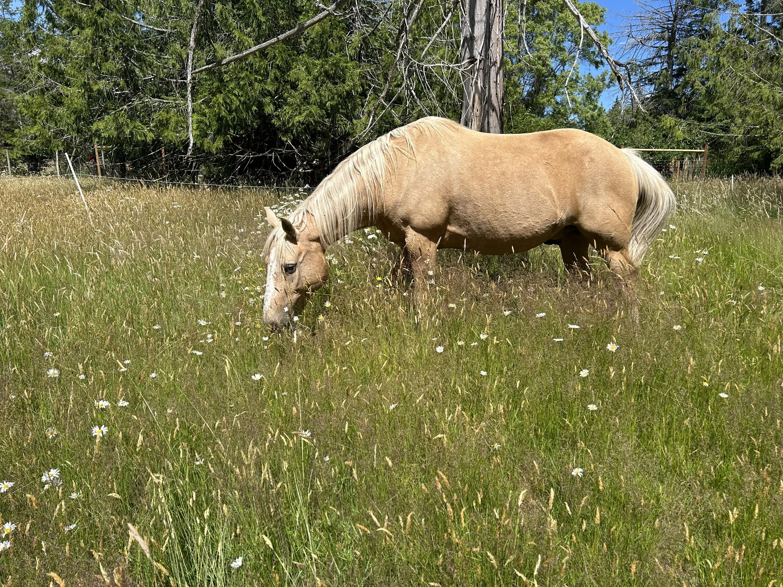 Golden Boy Highlander