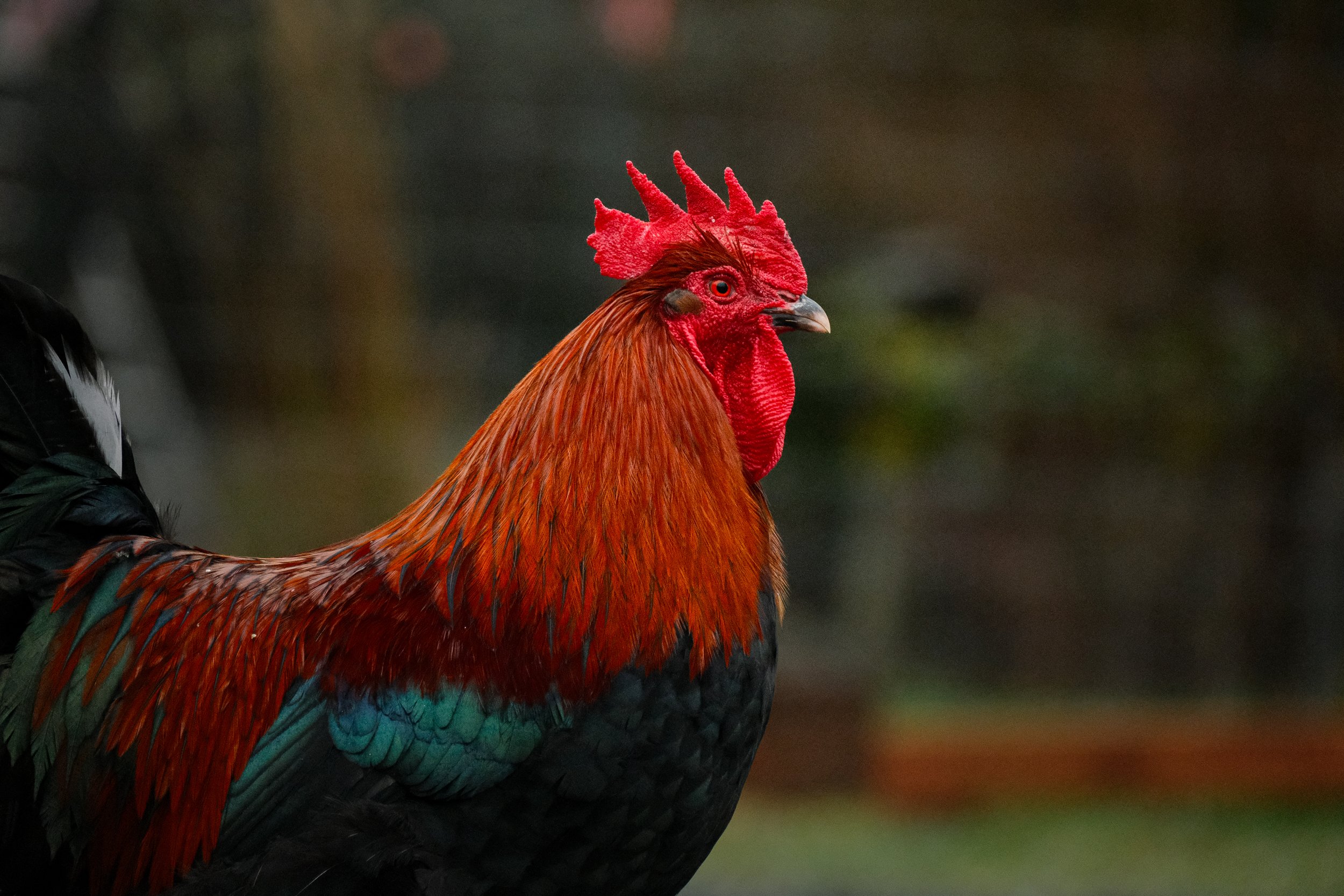 Solo the Rooster
photo credit to Island Paw Project