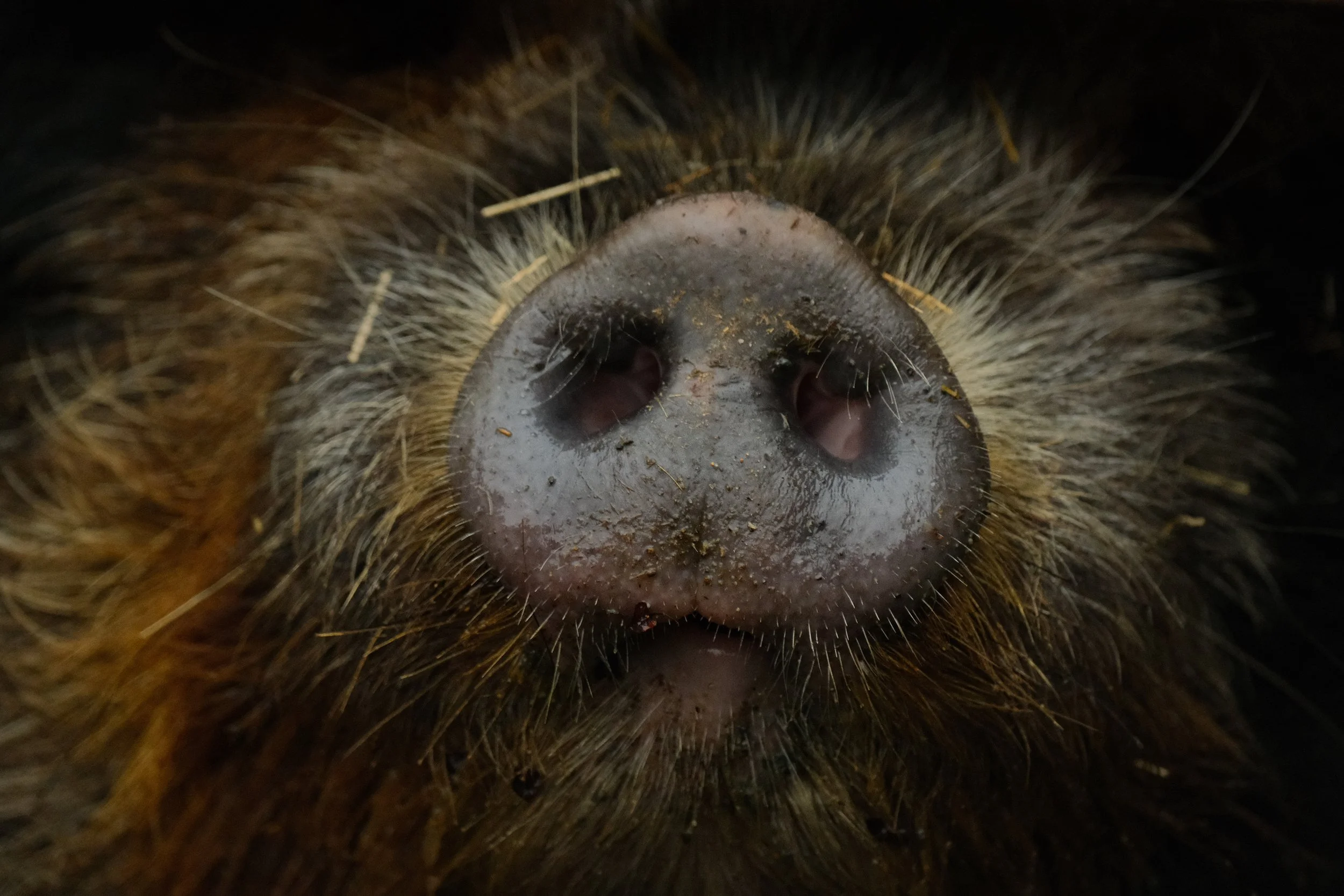 Missy's Picture Perfect Snout
photo credit to Island Paw Project