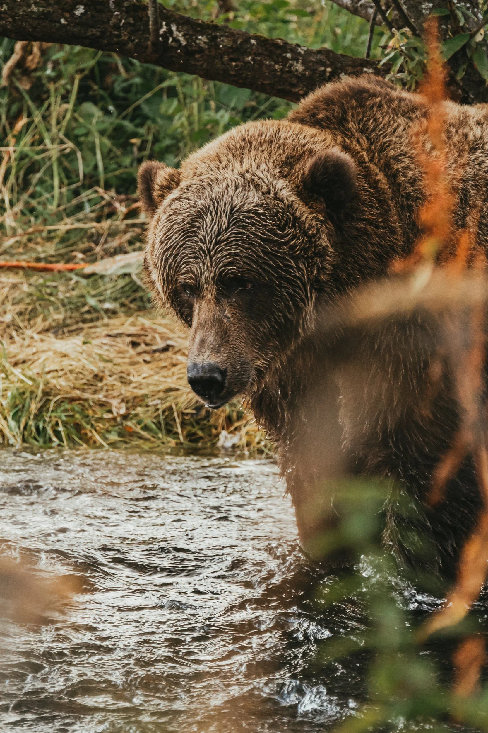 Bear photography in Kodiak Alaska.jpg