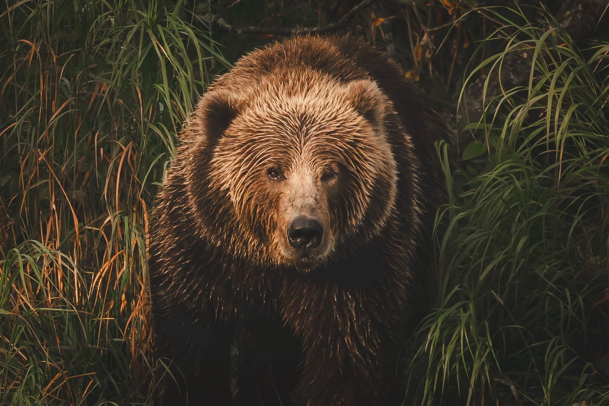 Brown bear photography.jpg