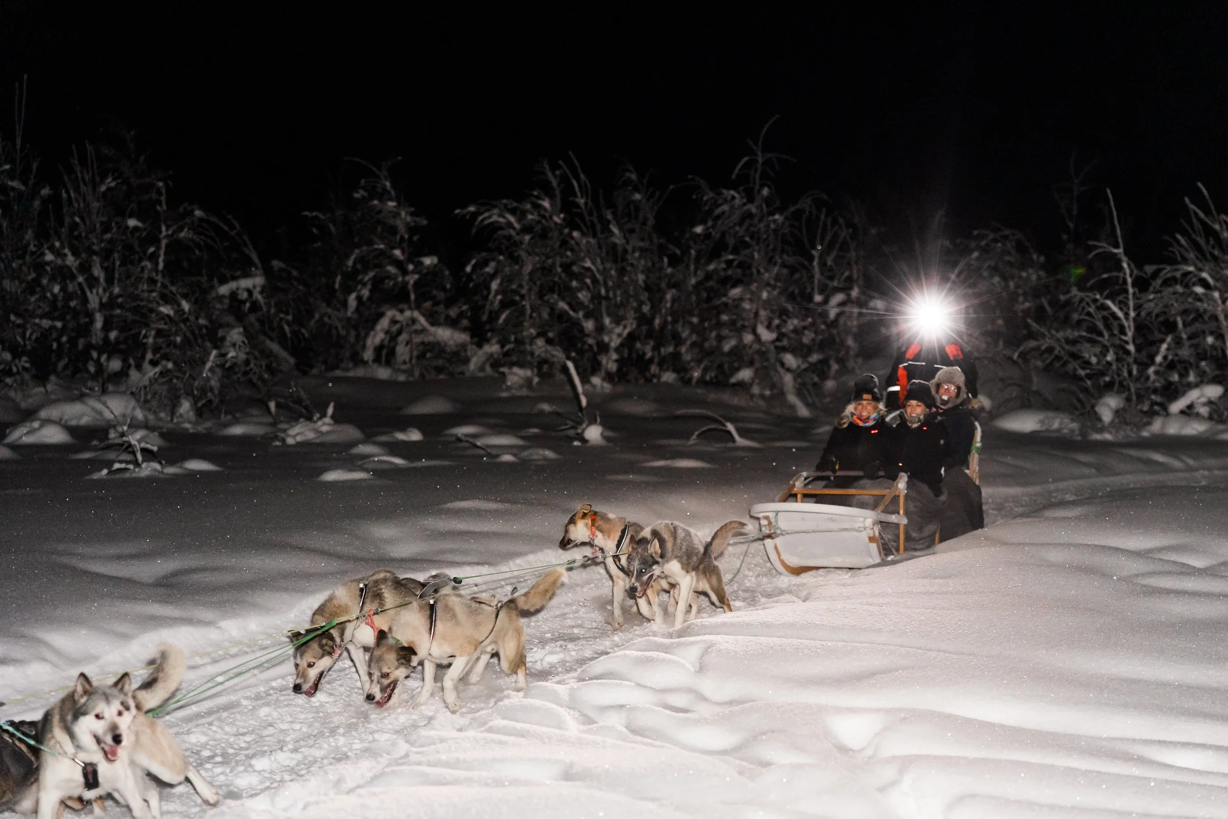 Sled dogs in Fairbanks.jpg
