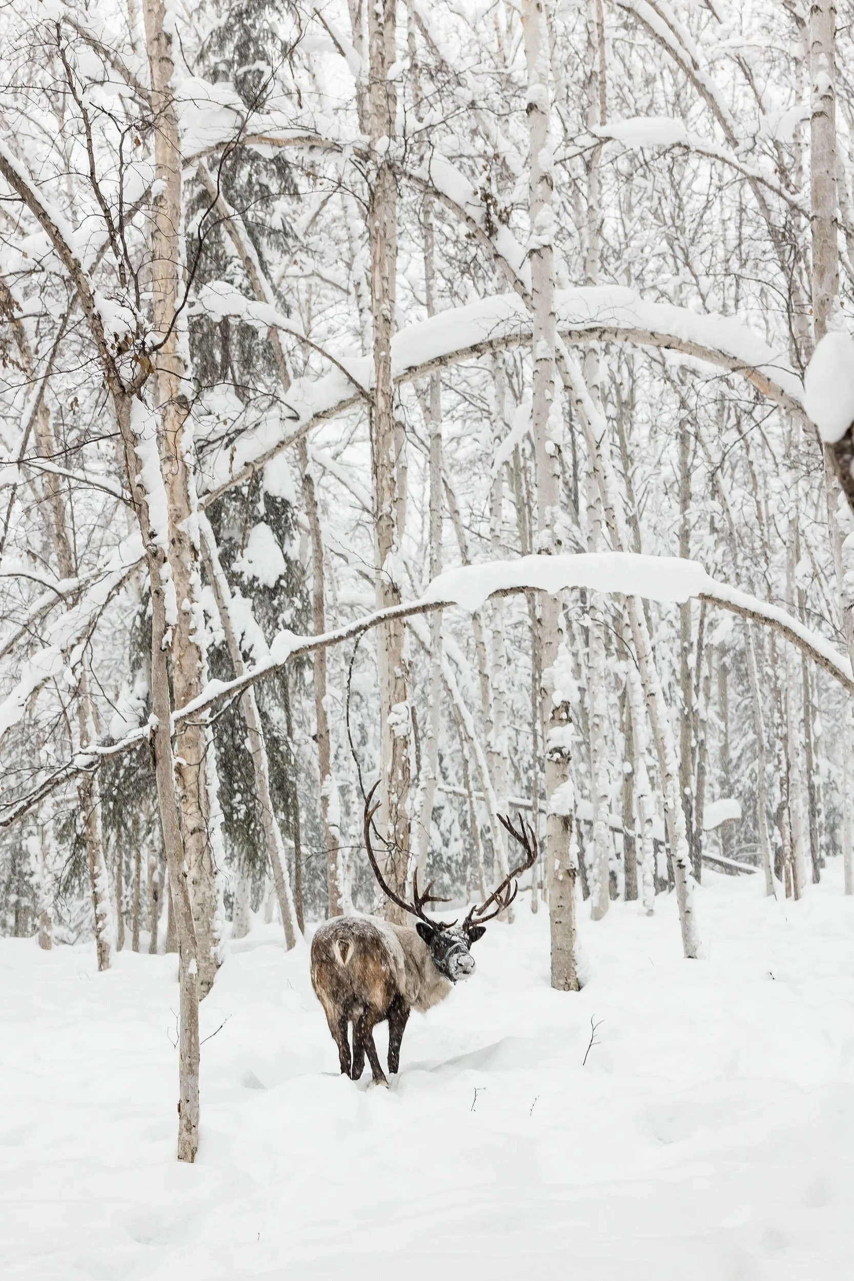 Winter photography in fairbanks alaska.jpg