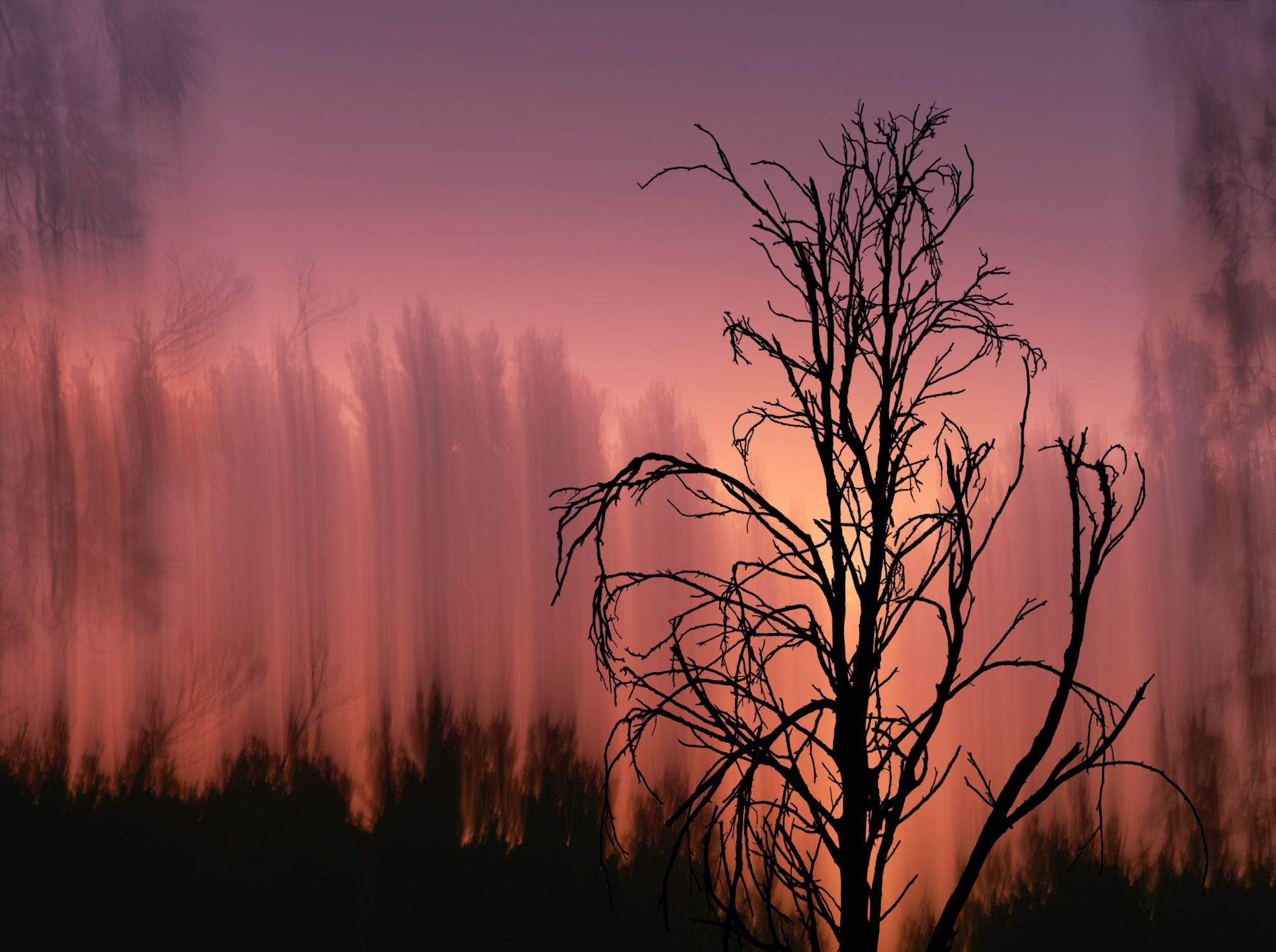 "Summer 2020" 
the devastating effects of the January 2020 bushfires in SE Australia have had a lasting effect on the psyche. Commended 2023 Allan and Peg Lowe Annual Award