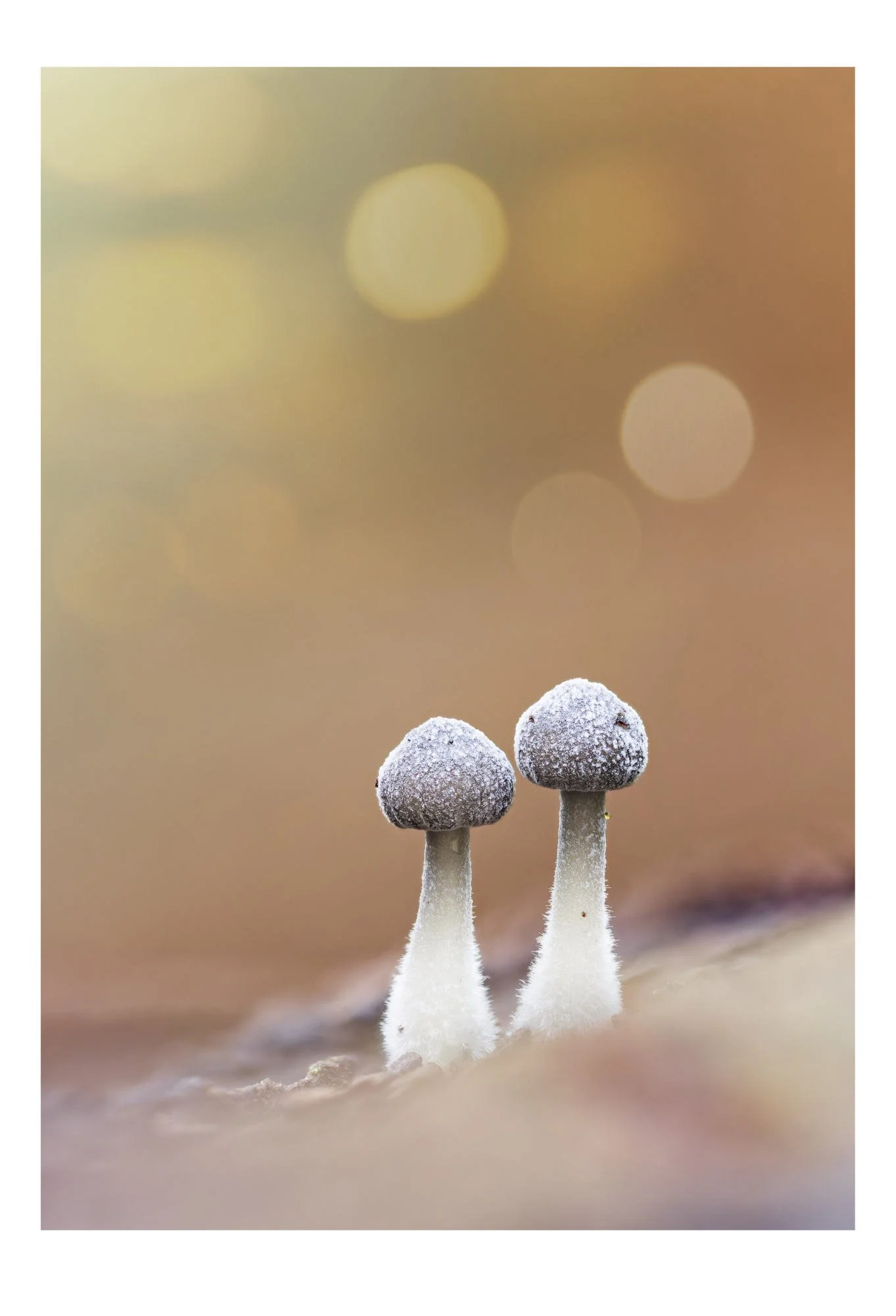 "Duo" 