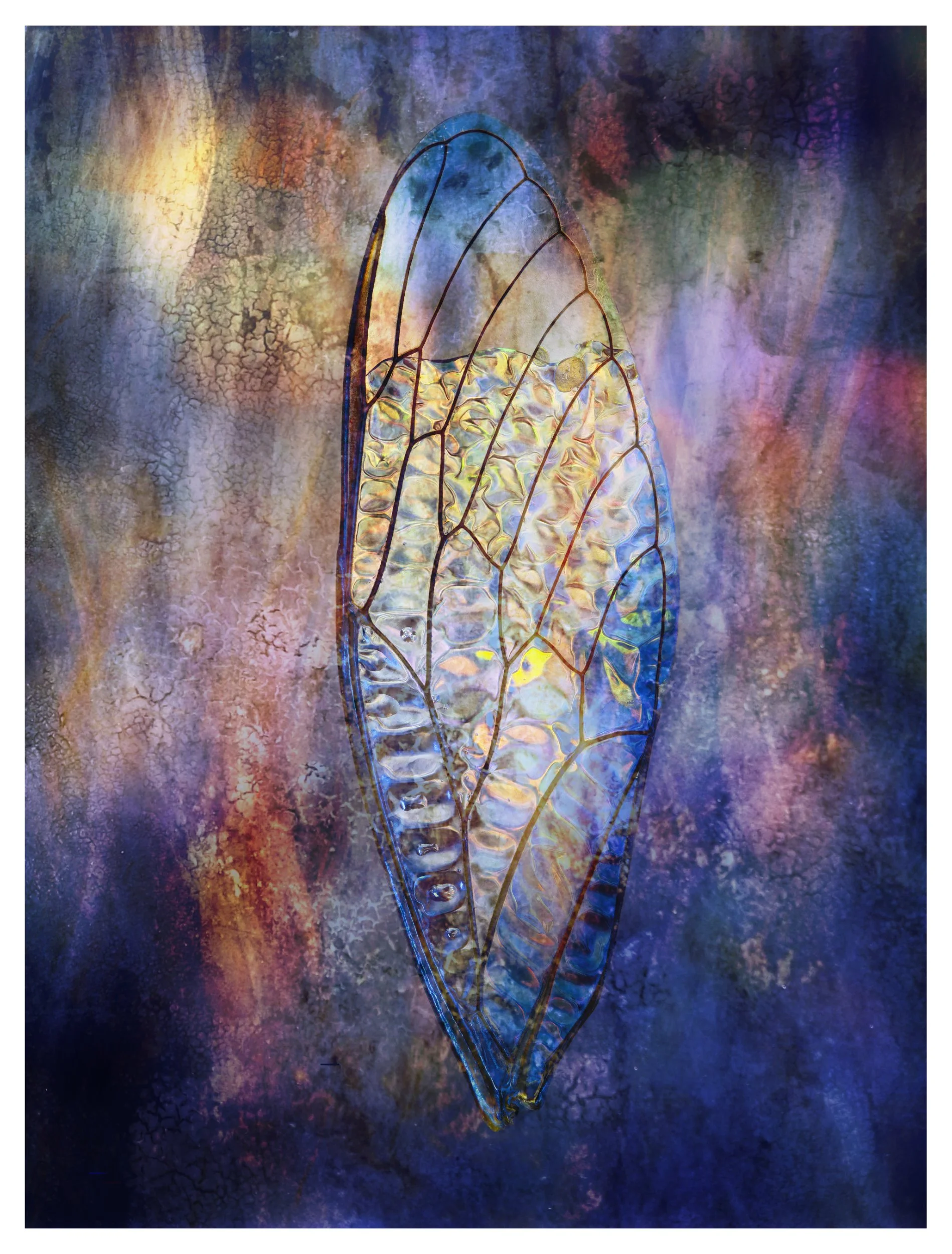 "At Wattle's Feet"  Cicada wings can be found sans cicada.  When birds catch the cicada the don't tend to eat the wings. 