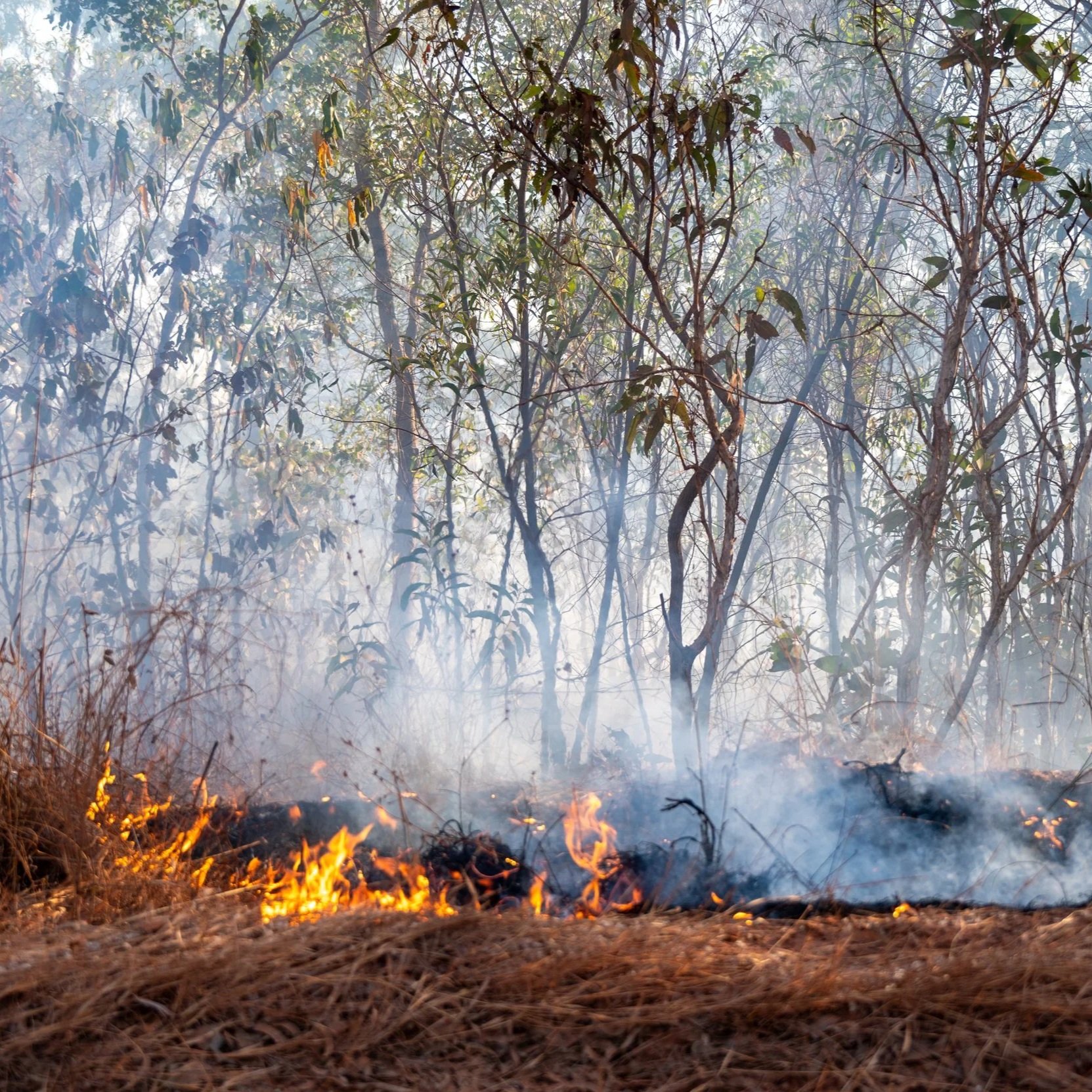 What is mosaic burning and why is it used?