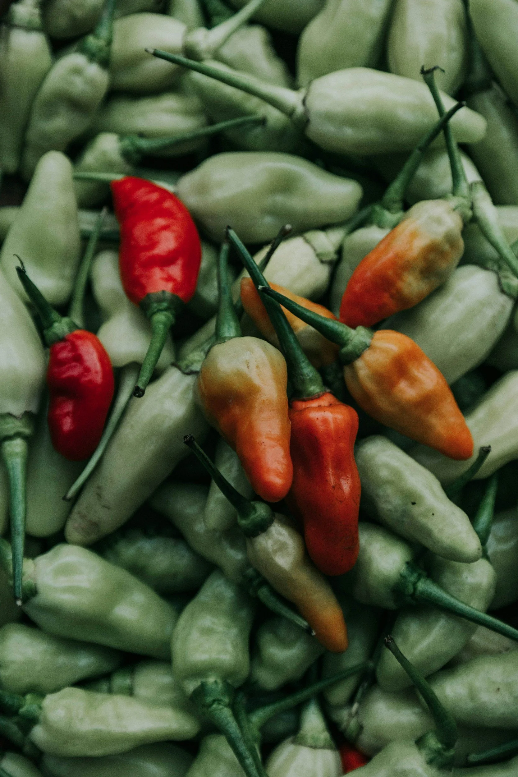 Vegane Chilisaucen: Warum pflanzlich nicht bedeutet geschmacklos