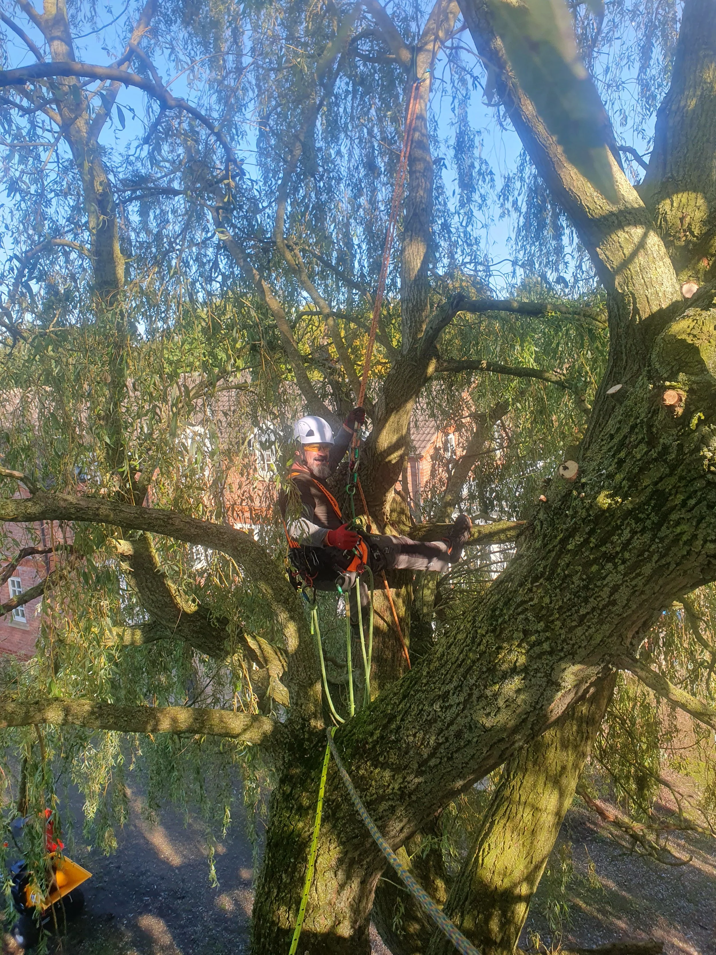 environmentally friendly tree surgeons york