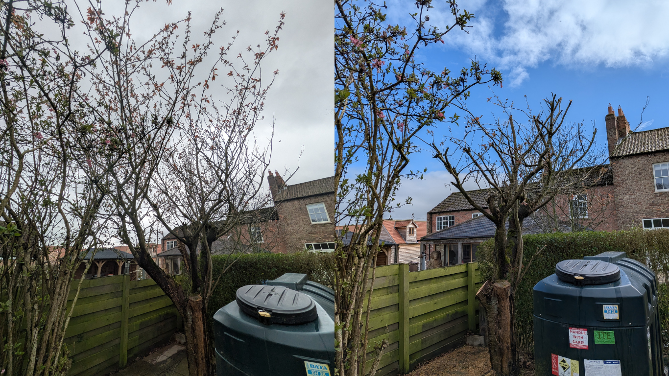 cherry tree comparison by Gus Bishop Tree Services LTD
