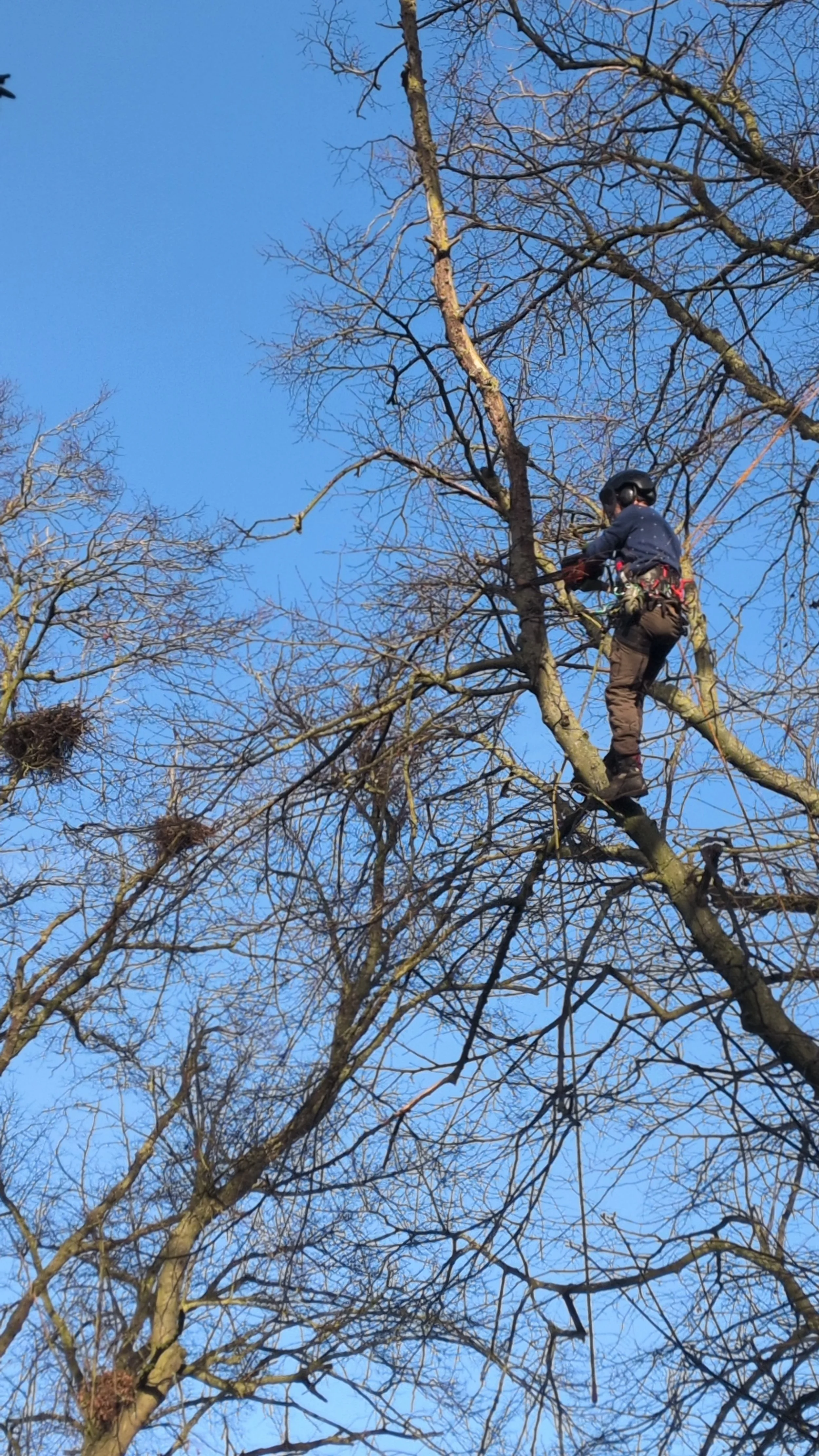 deadwooding gus bishop tree services
