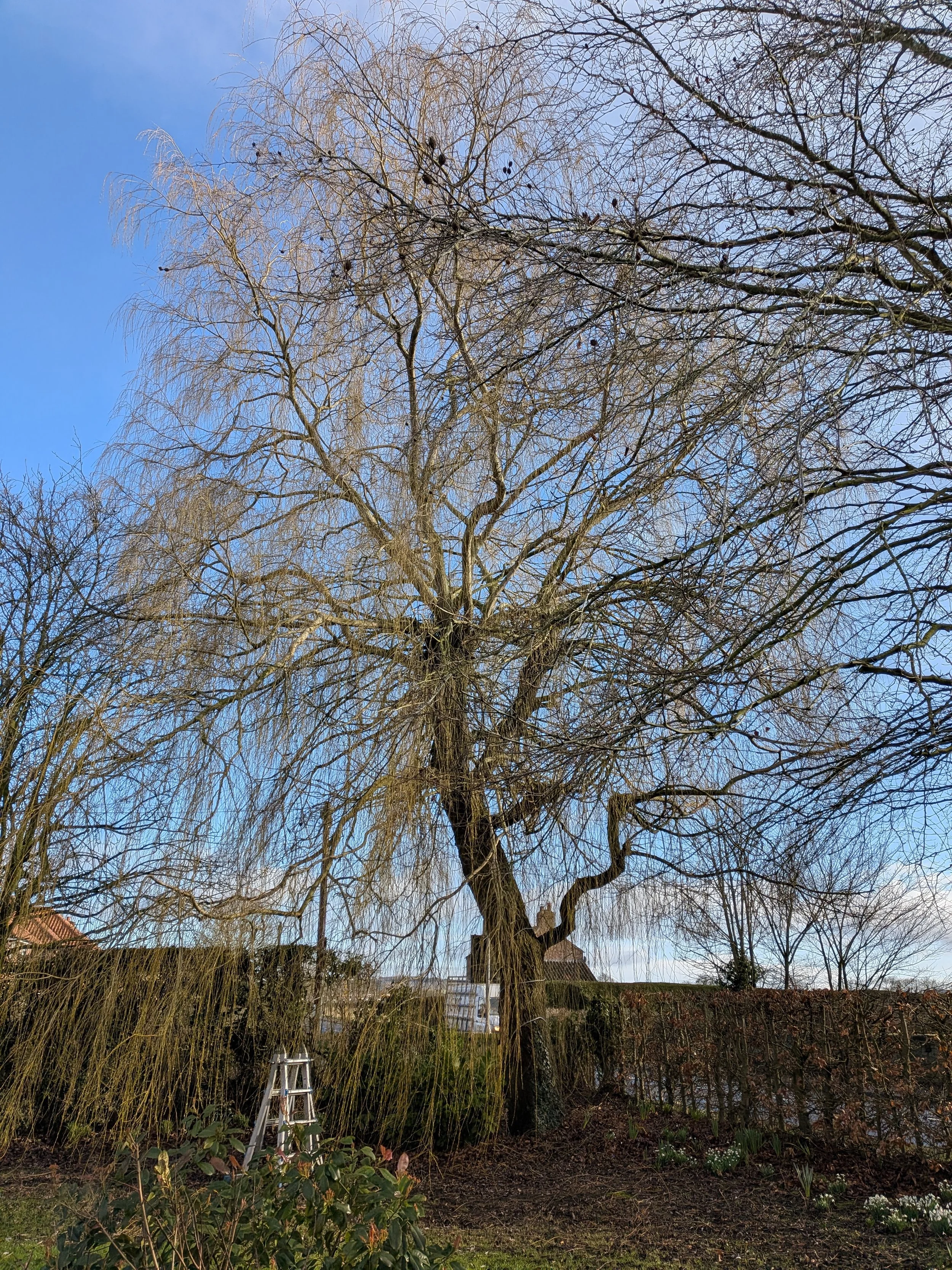 Pollarding a Willow Tree: The Ultimate Guide to Managing Growth and Health