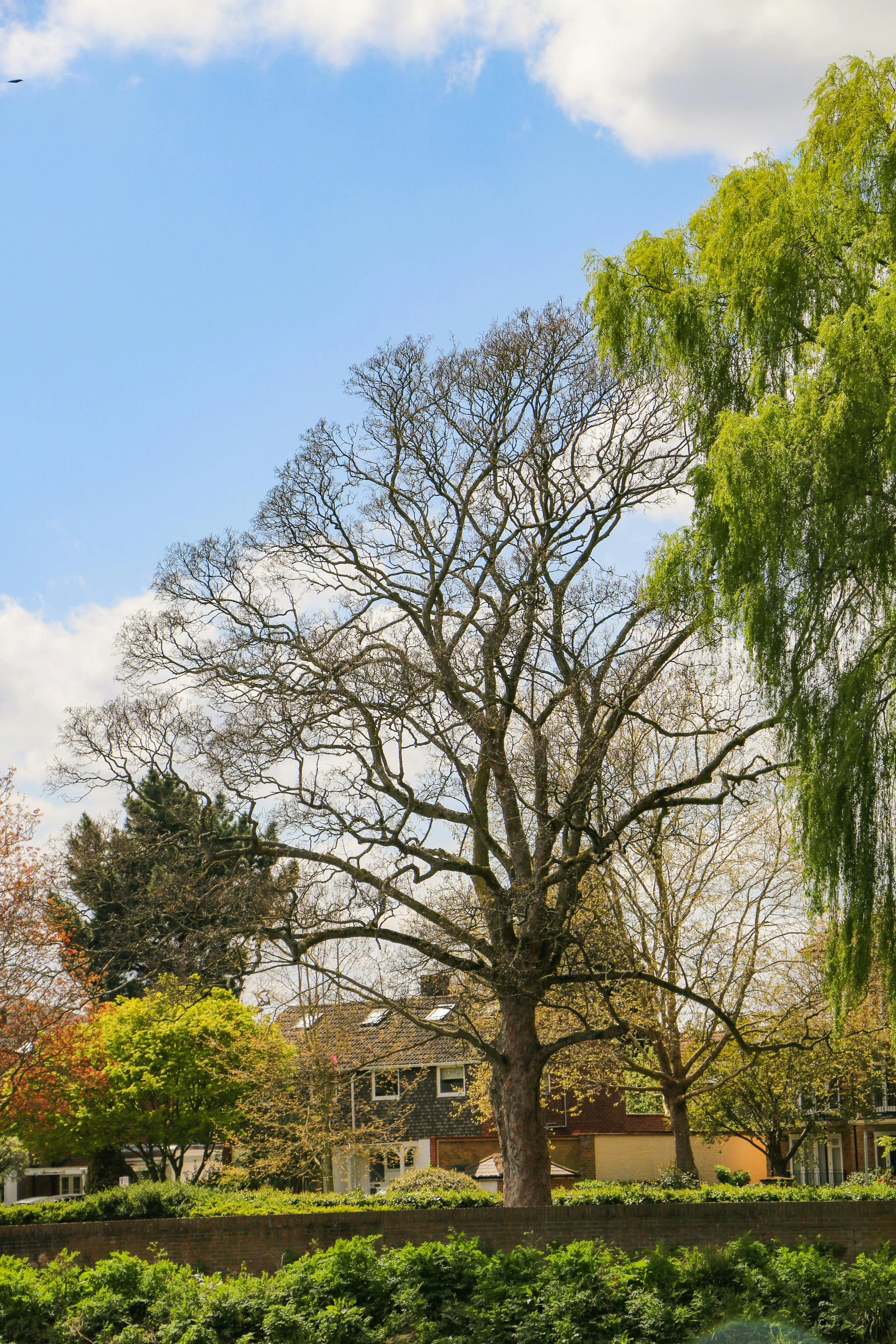 Tree Removal vs. Tree Thinning: Which One Does Your Garden Actually Need?