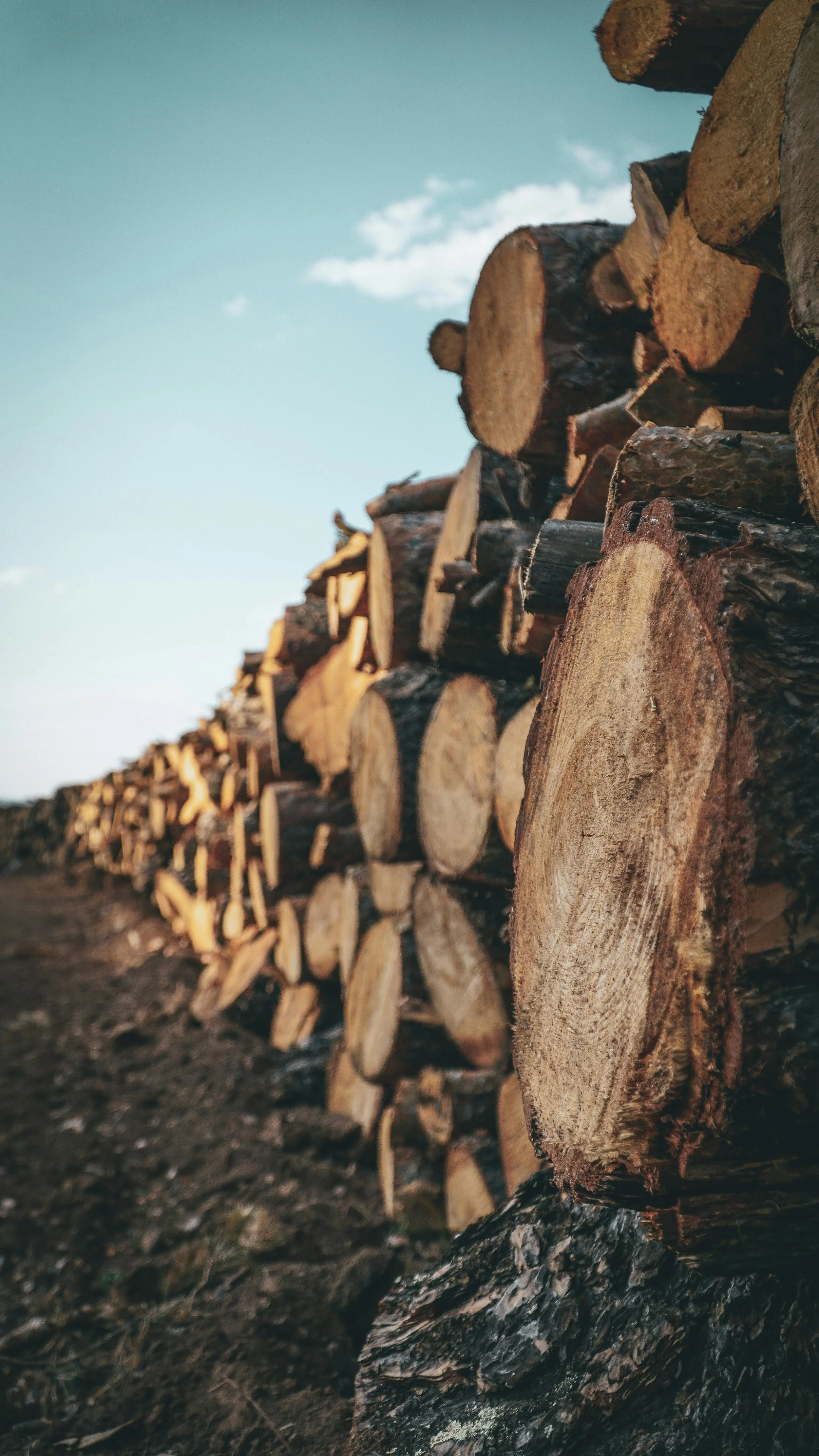 From Logs to Light: How We Repurpose Our Wood Waste in Stamford Bridge