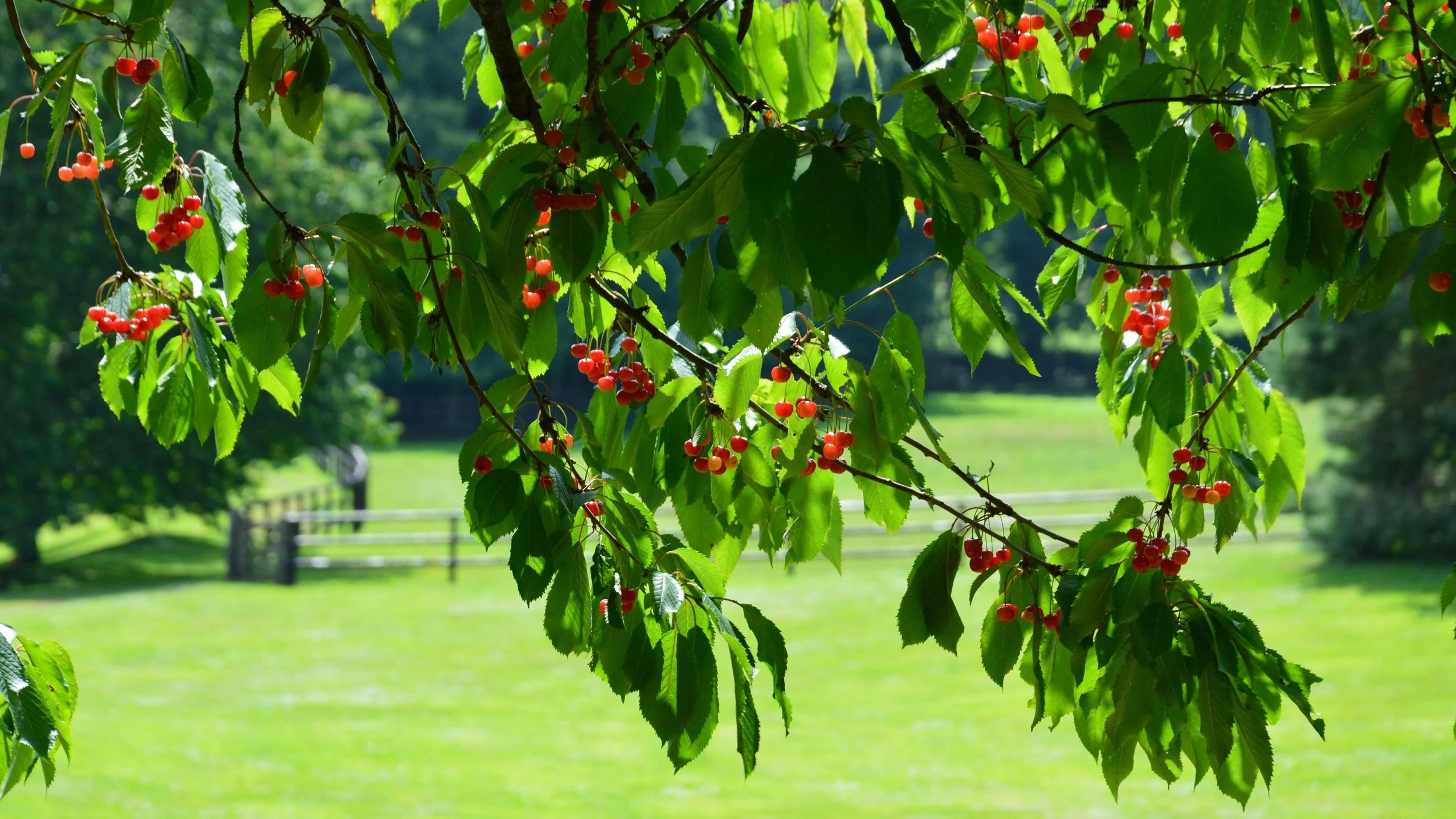 The Ultimate Guide to Summer Fruit Tree Care in East Yorkshire