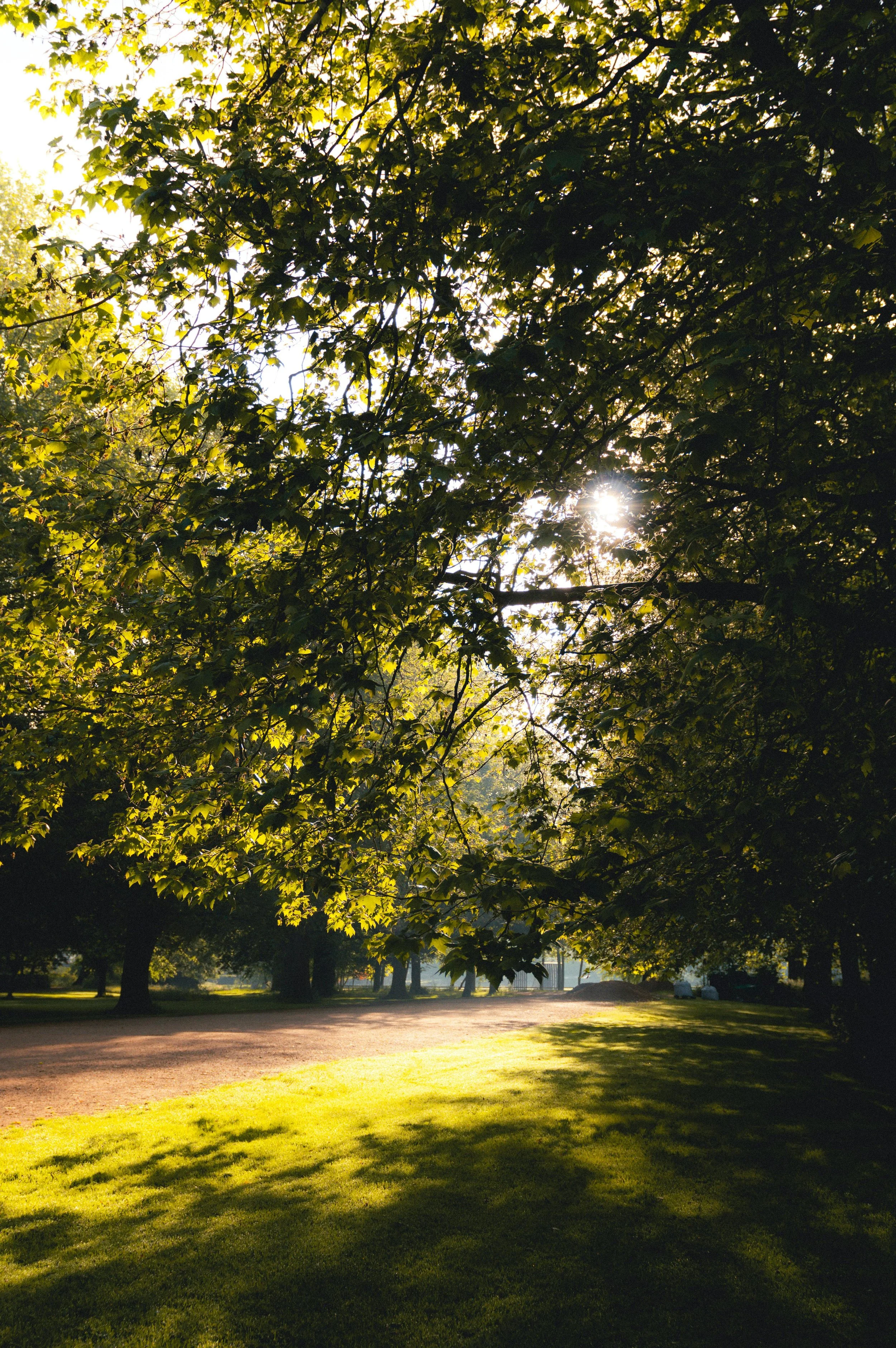 Is Your Garden Heat-Stressed? 5 Warning Signs to Watch For This Summer