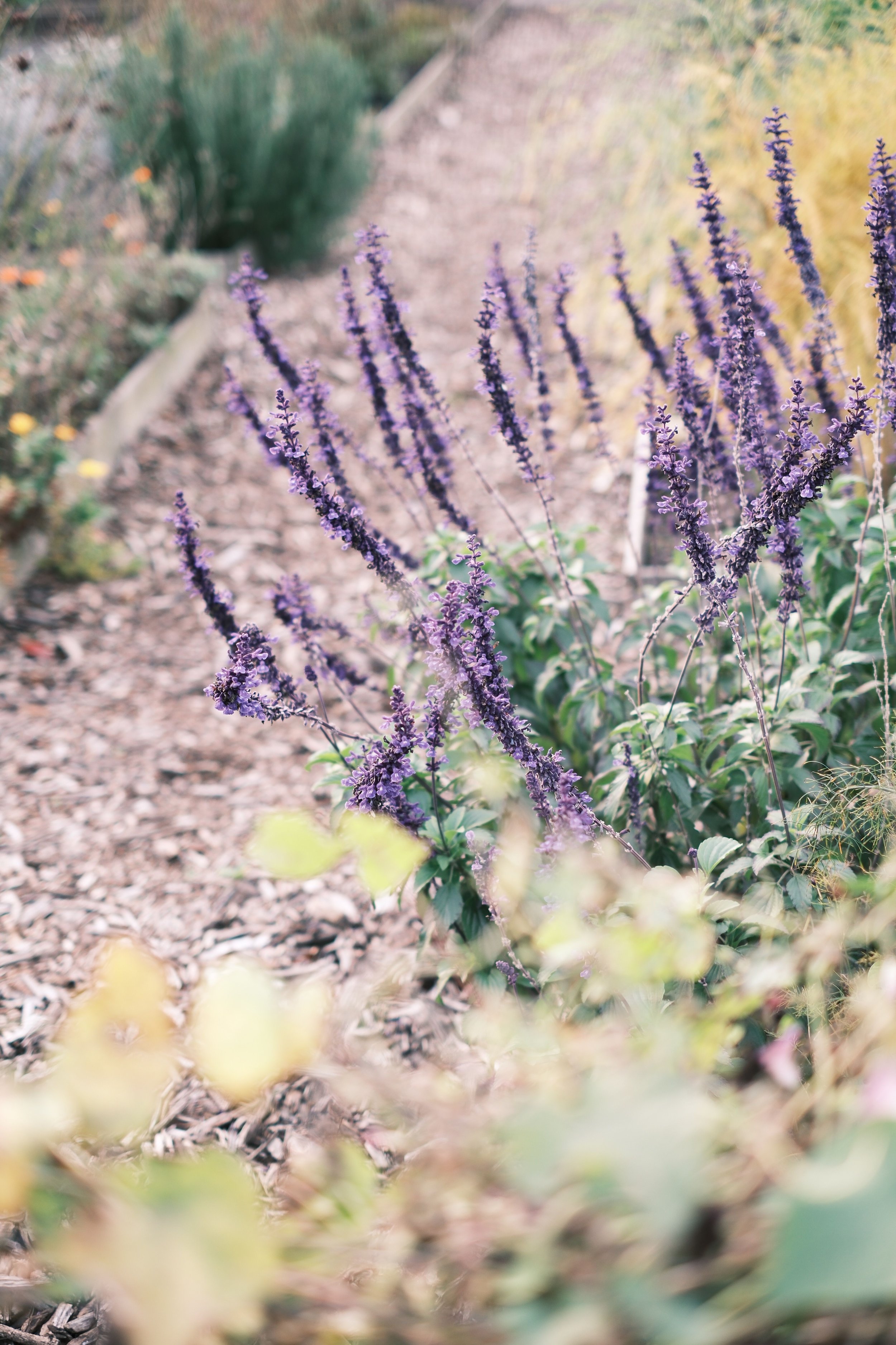 The Ultimate Budget Garden Makeover: How to Fix Dry, Tired Borders with Local Woodchips