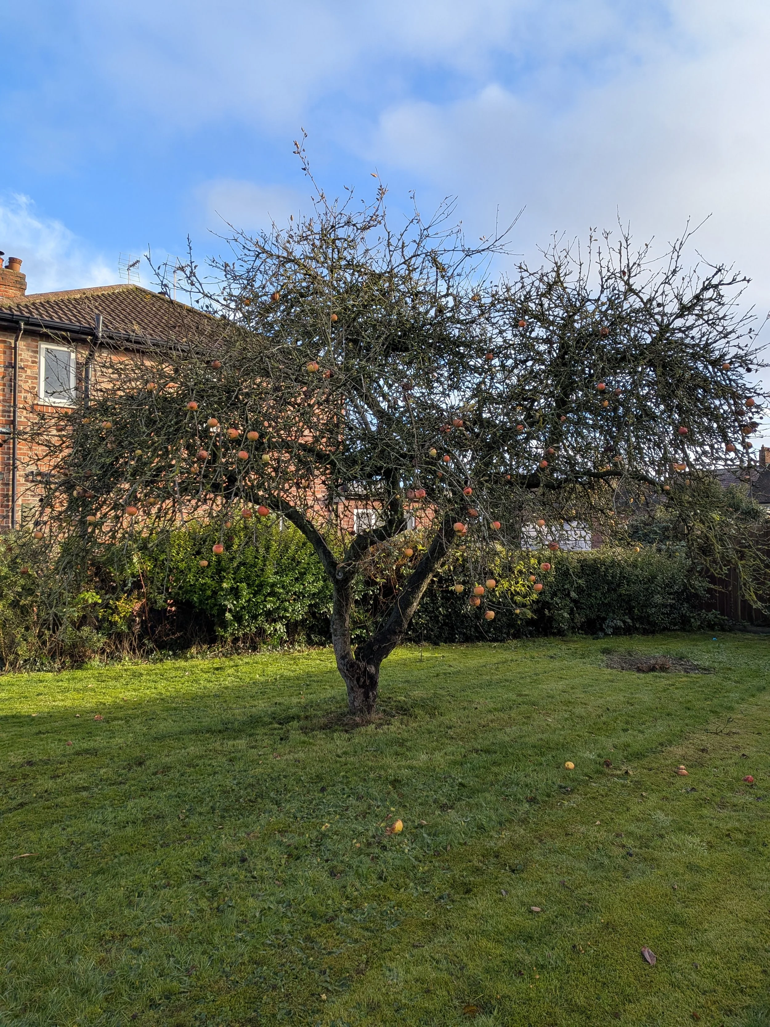 pruning Gus Bishop Tree Services
