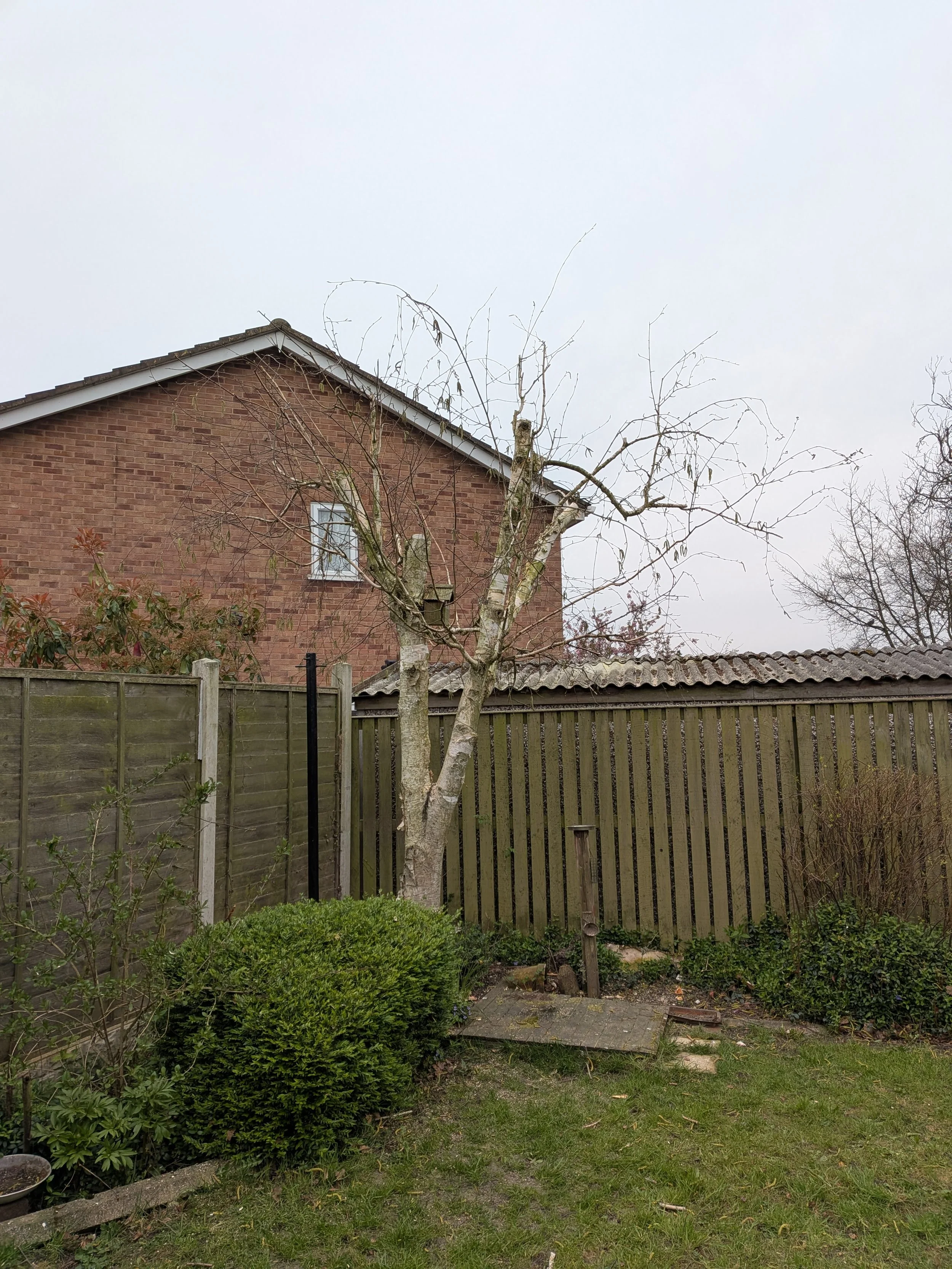 A backyard with a wooden fence, a leafless tree, green bushes, and a brick house with a white window in the background.