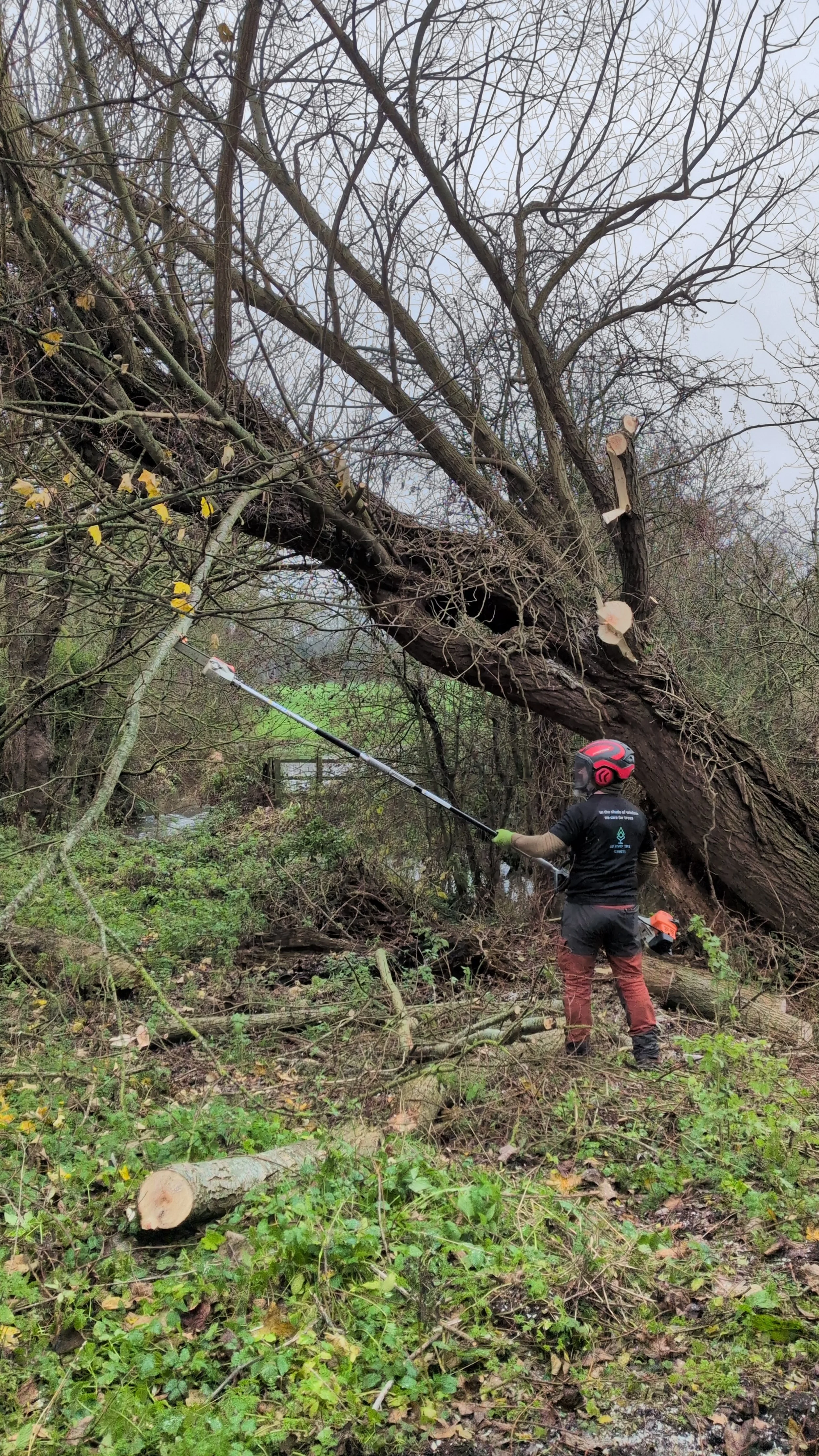 limb removal gus bishop tree services