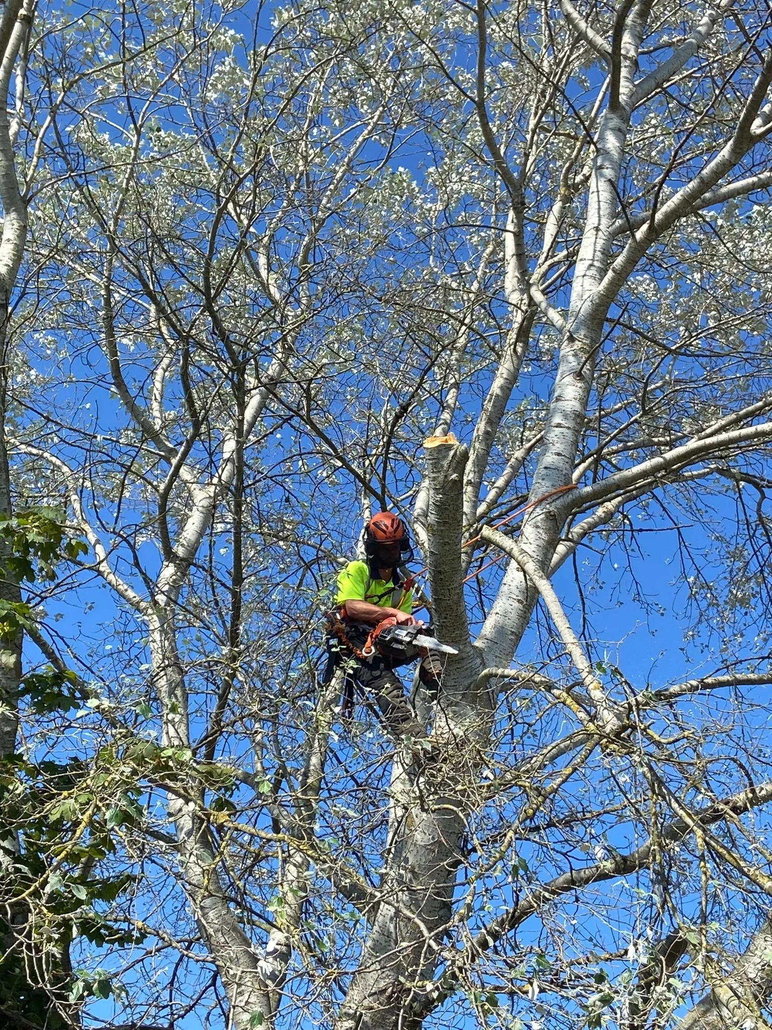 Gus Bishop Tree Services Driffield