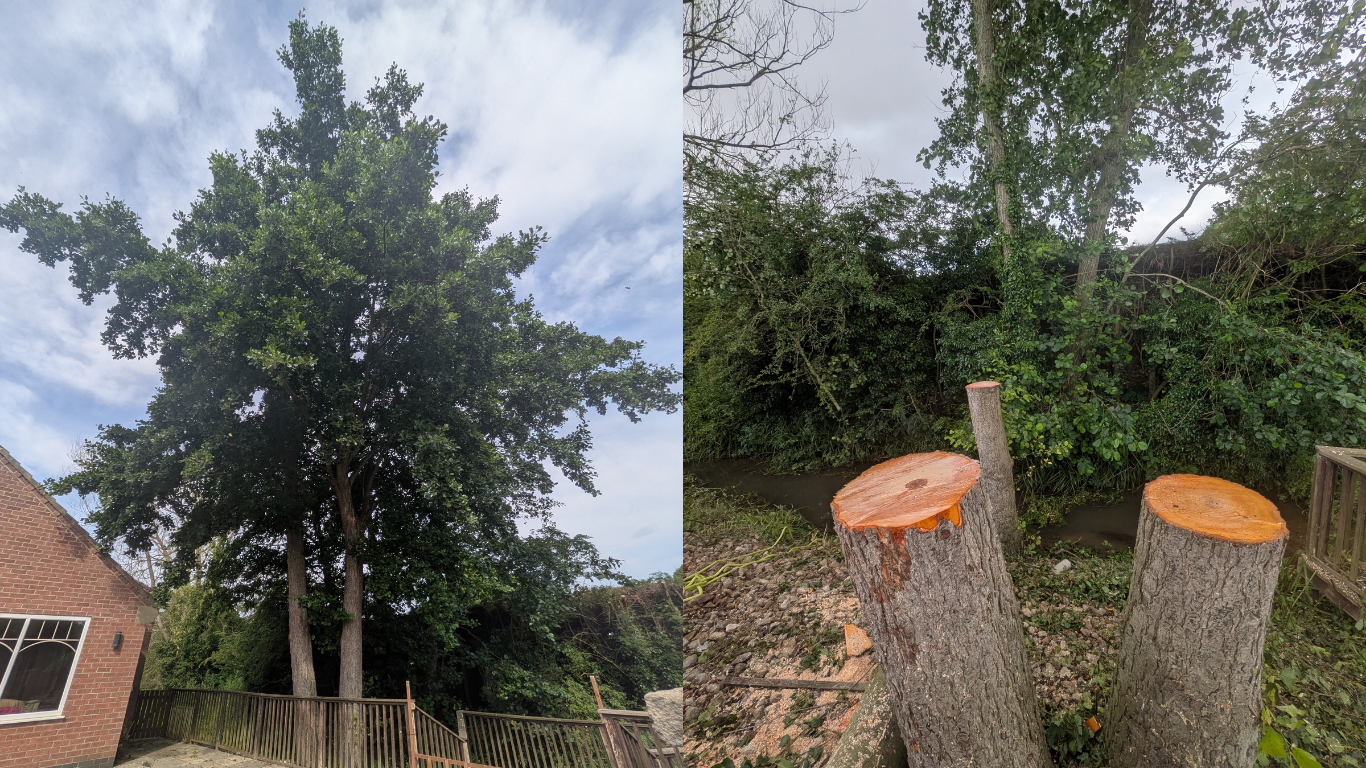 Alder Tree Removal York - Gus Bishop Tree Services