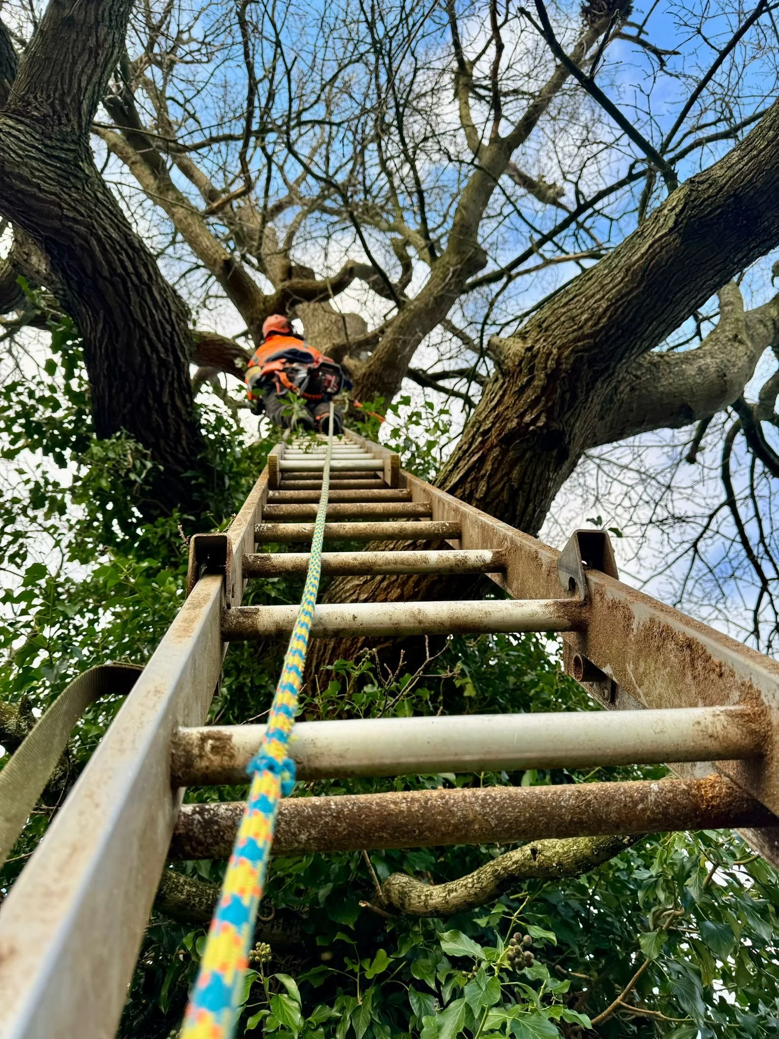 Gus Bishop Tree Services Malton
