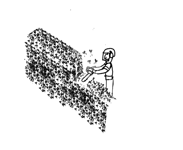 hedge cutting by gus bishop tree services