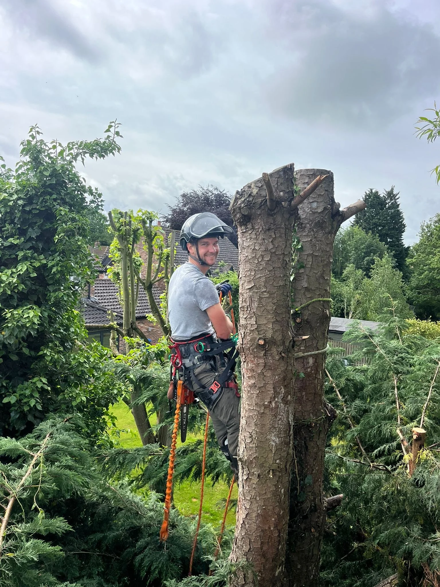 Gus at Gus Bishop Tree Services climbing a tree mid job