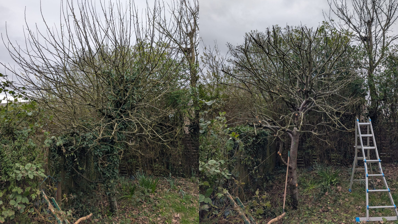 tree care and maintenance by Gus Bishop Tree Services