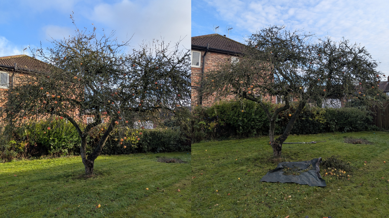 Apple tree pruning in Pocklington done by Gus Bishop Tree Services