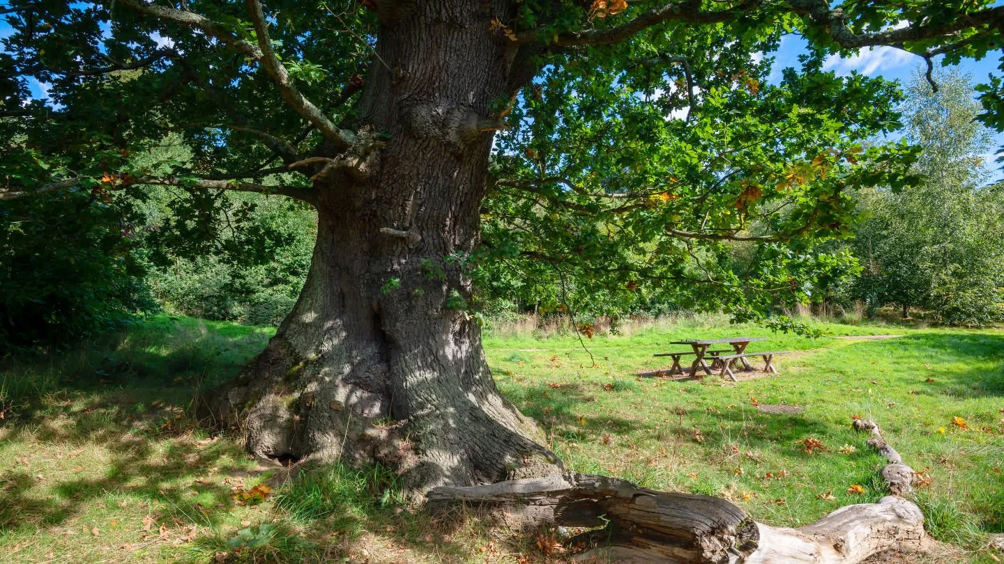 UK Tree Preservation Order (TPO) Guide | What Homeowners Must Know ...