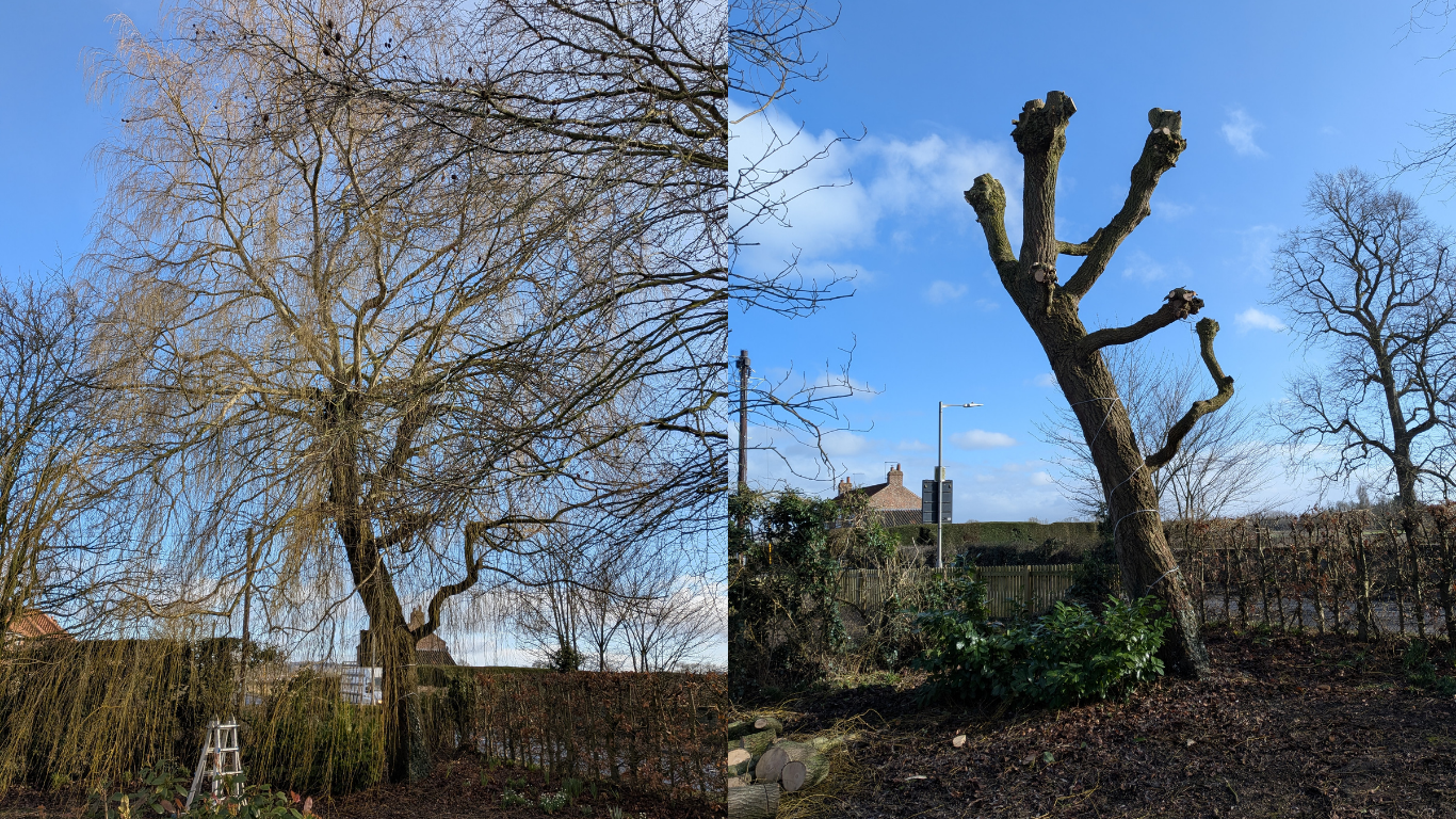 A split image showing two different trees against a blue sky. The tree on the left is large and leafless with numerous thin branches, while the tree on the right is smaller, also leafless, with thick, gnarled branches.