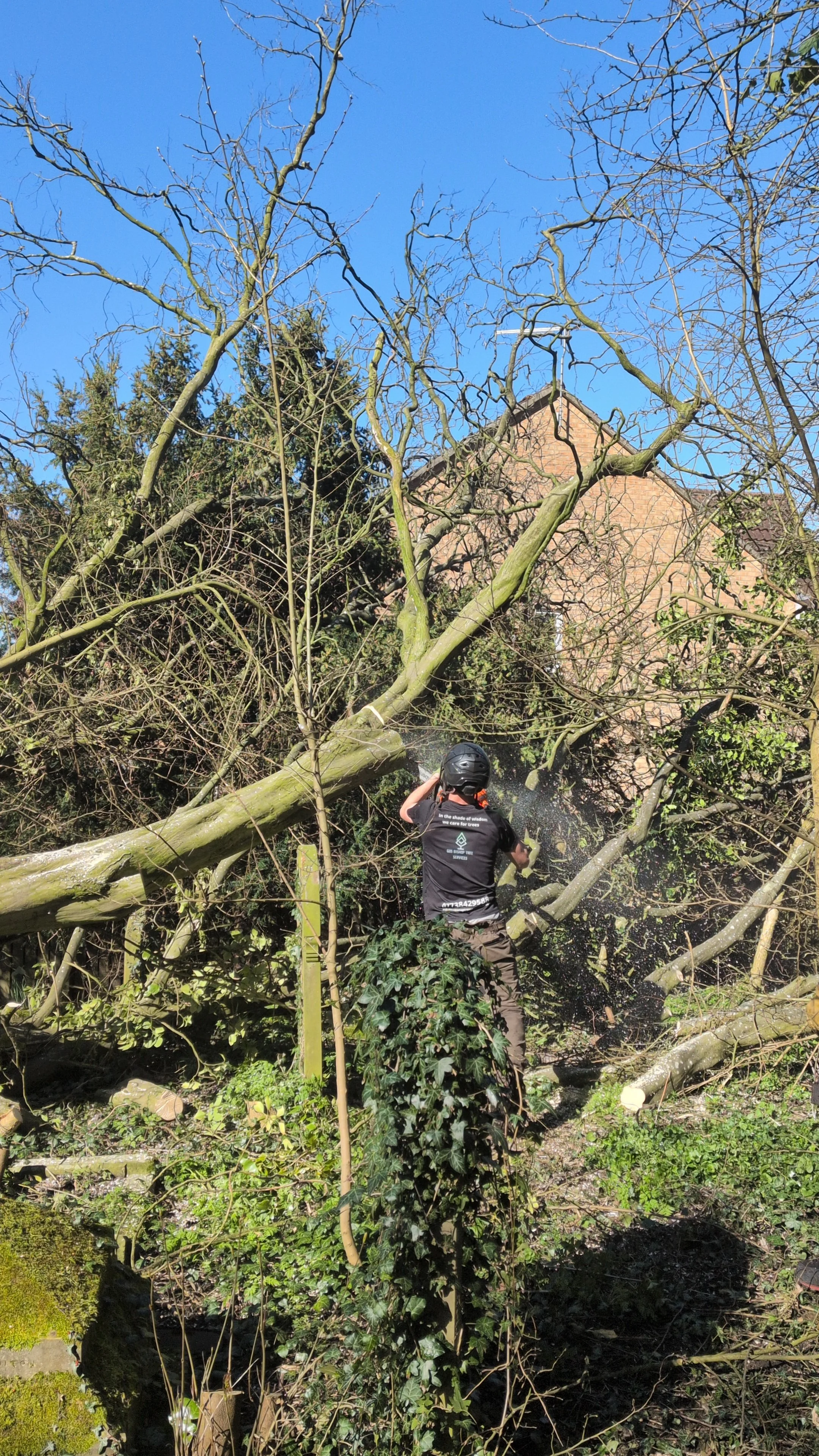 storm damage service from Gus Bishop Tree Serviced LTD