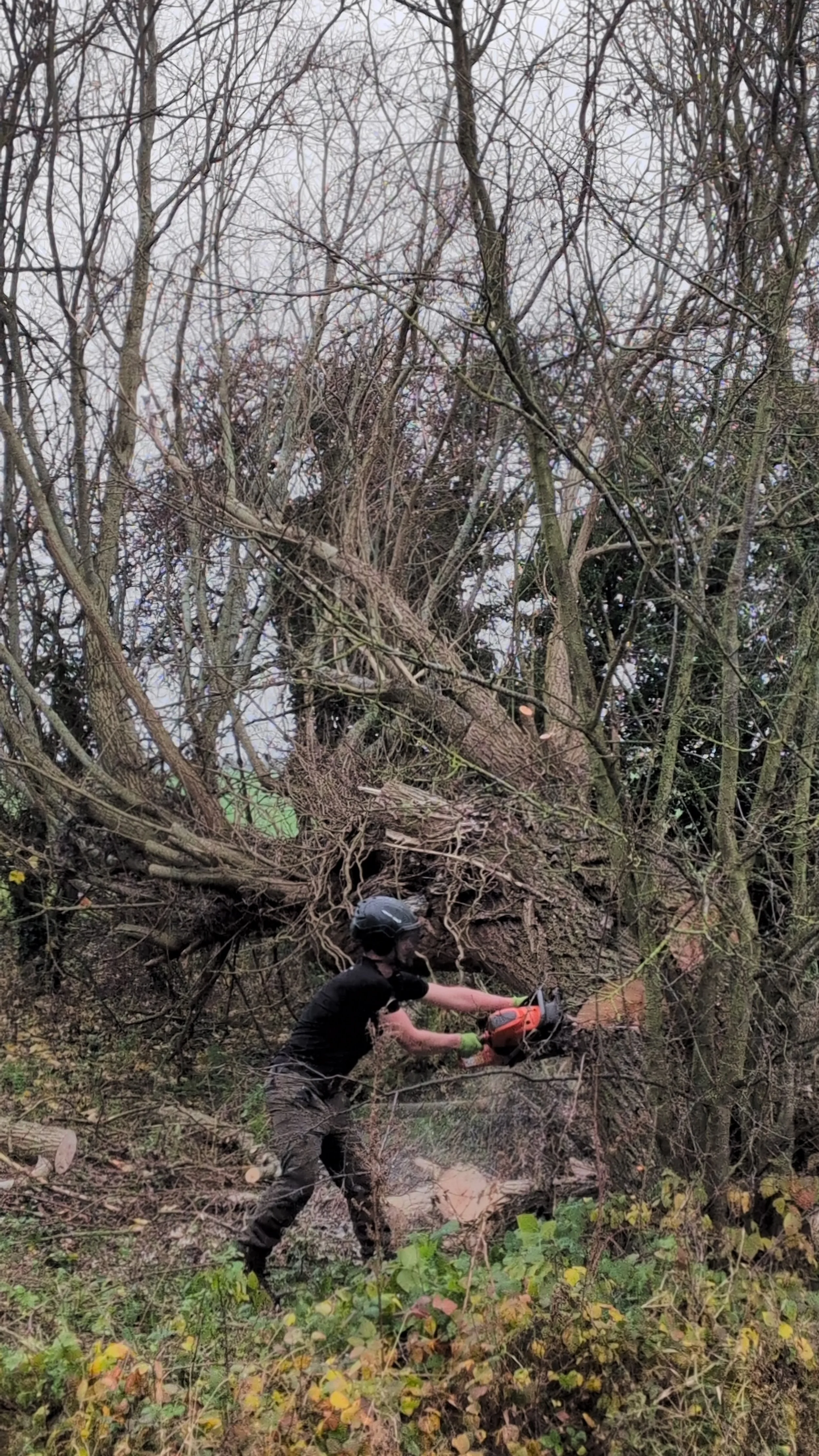 tree removal york