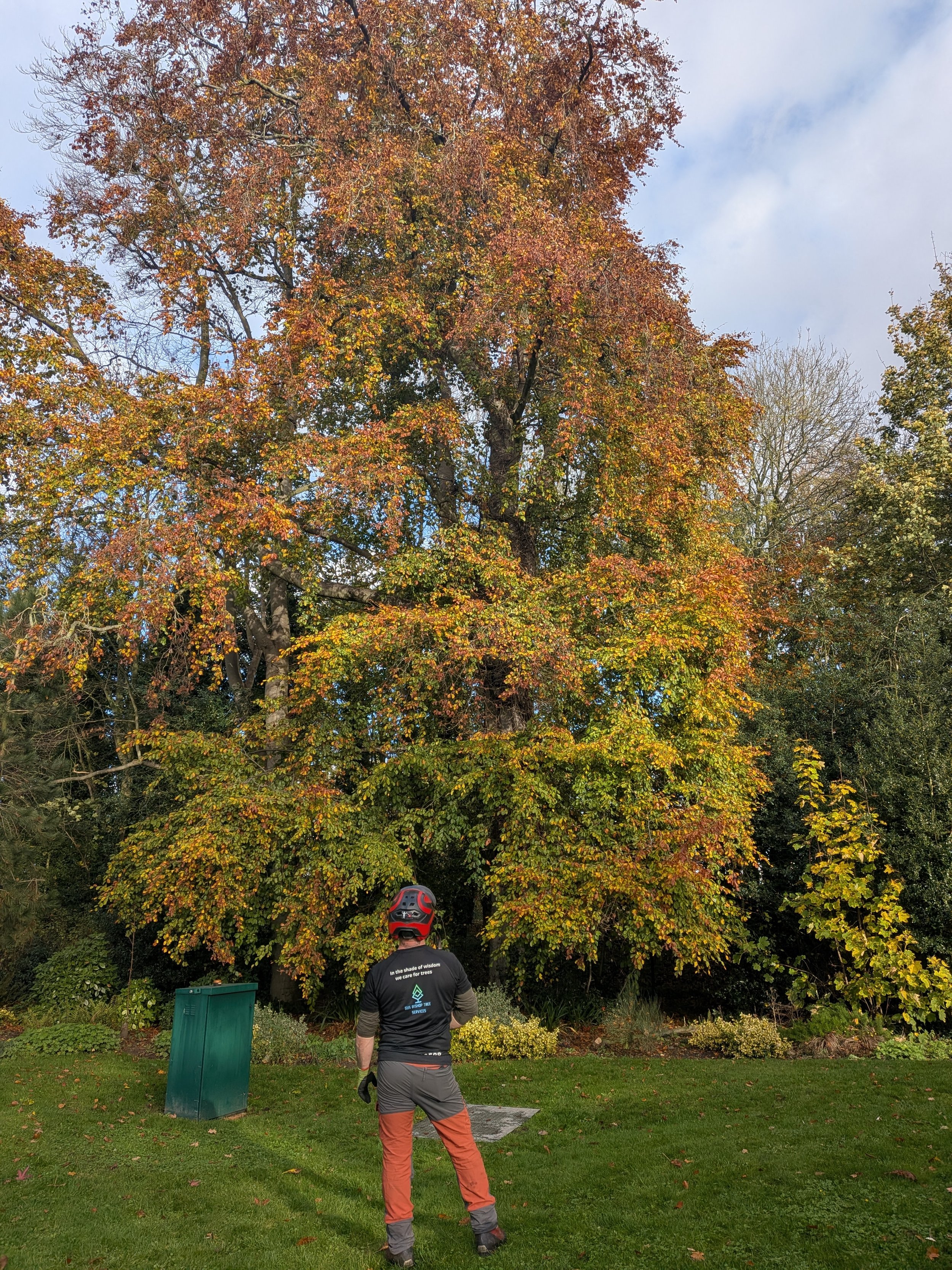 Gus Bishop Tree Services Selby