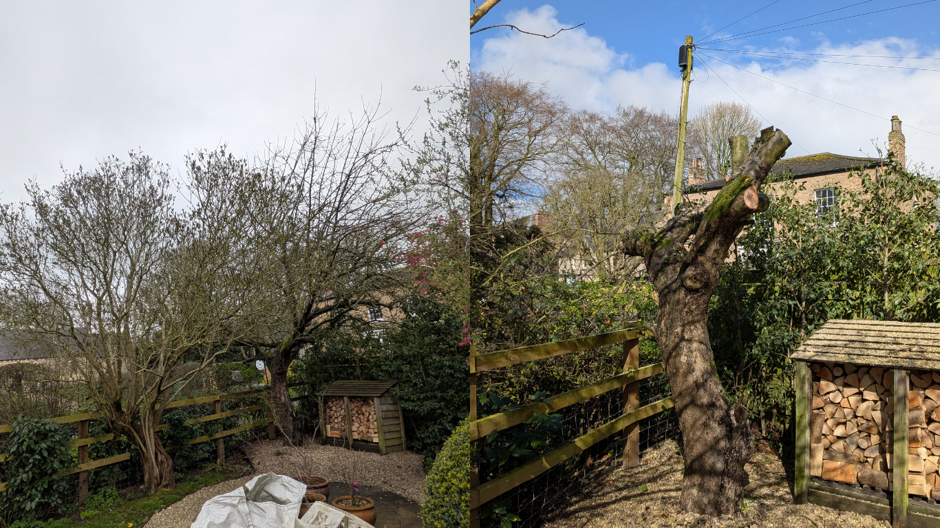 tree work of an apple tree by Gus Bishop Tree Services in Stamford Bridge
