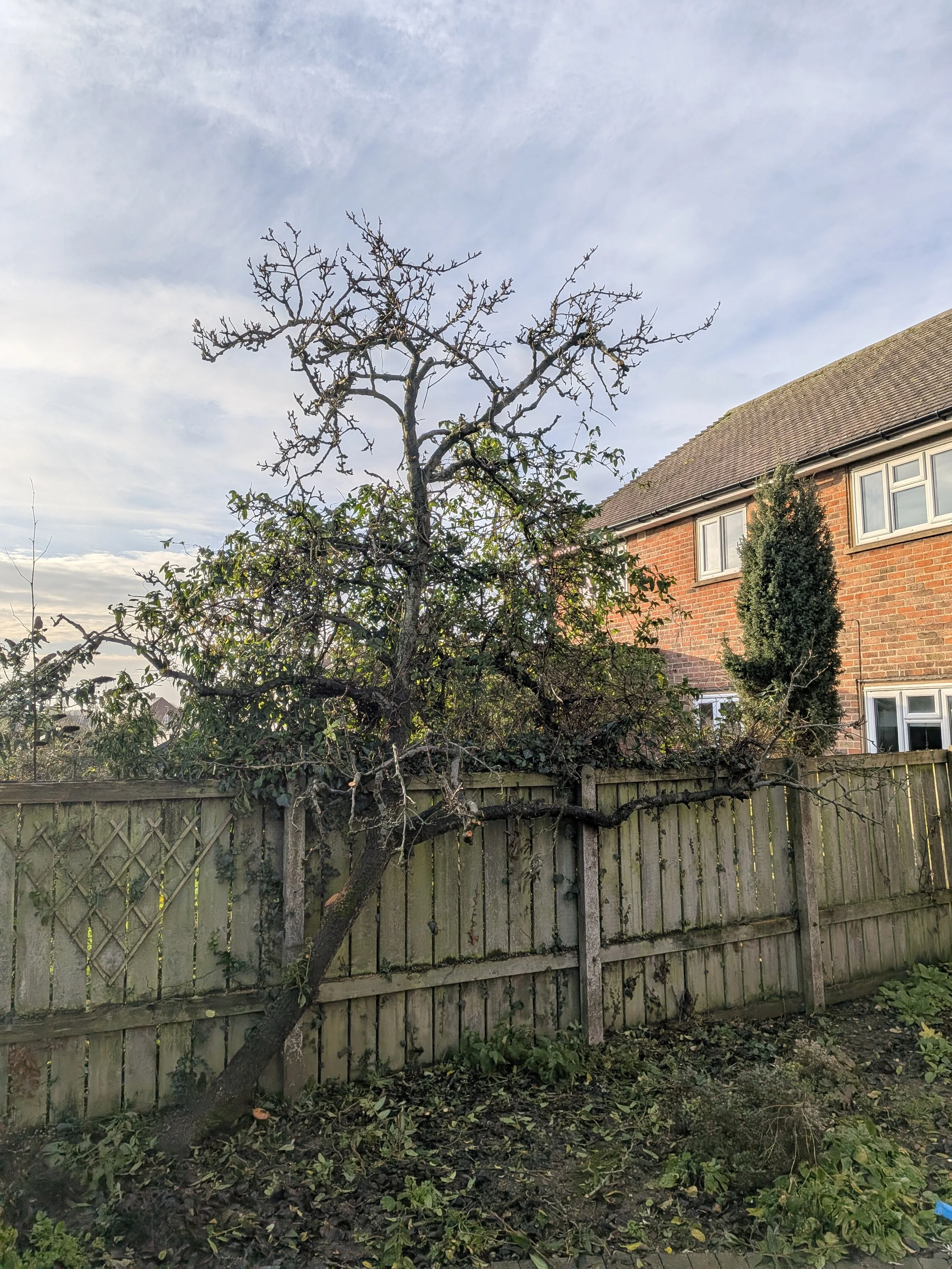 gus bishop tree services pruning