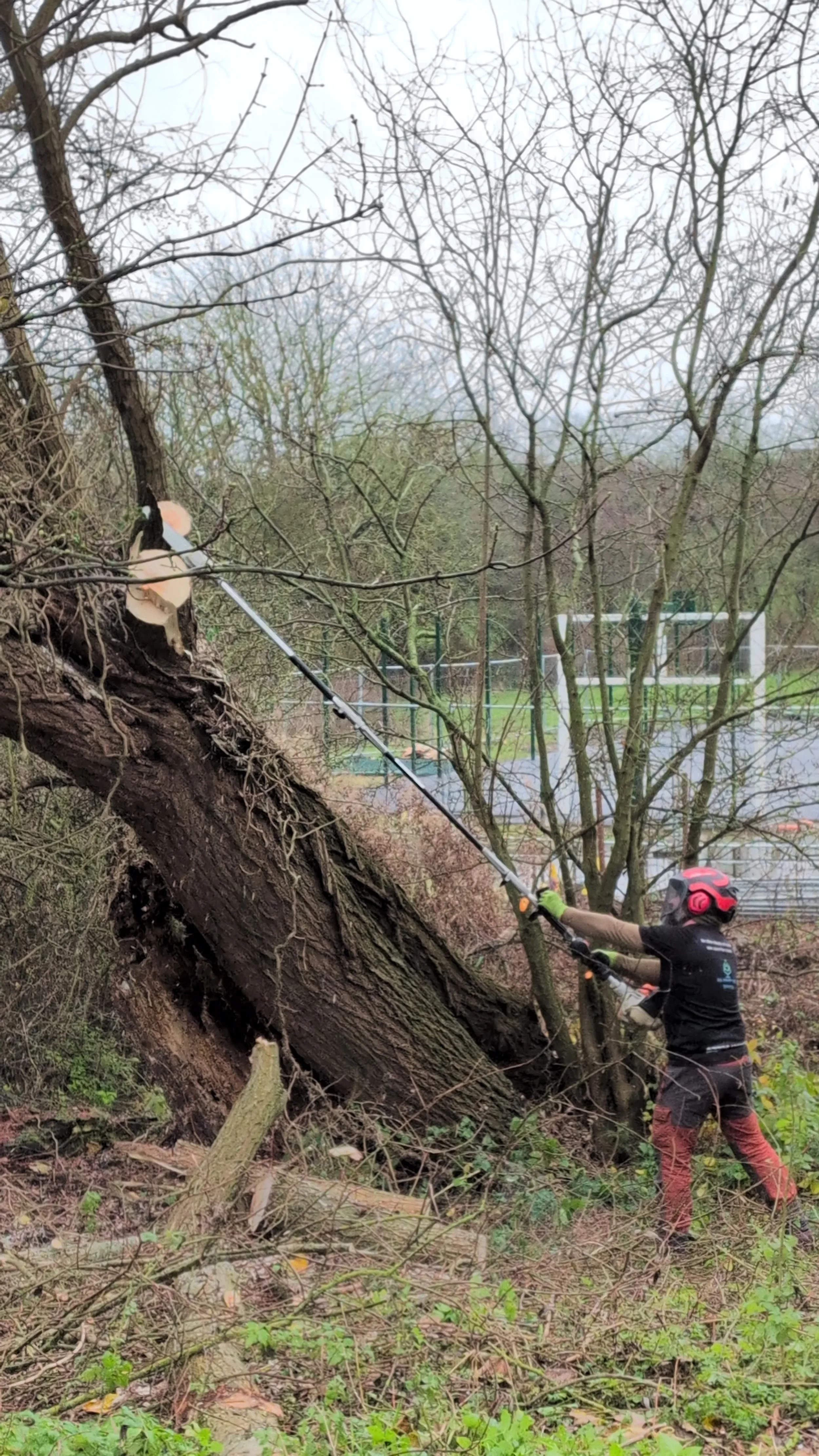 Gus Bishop Tree Services team performing safe tree removal in York
