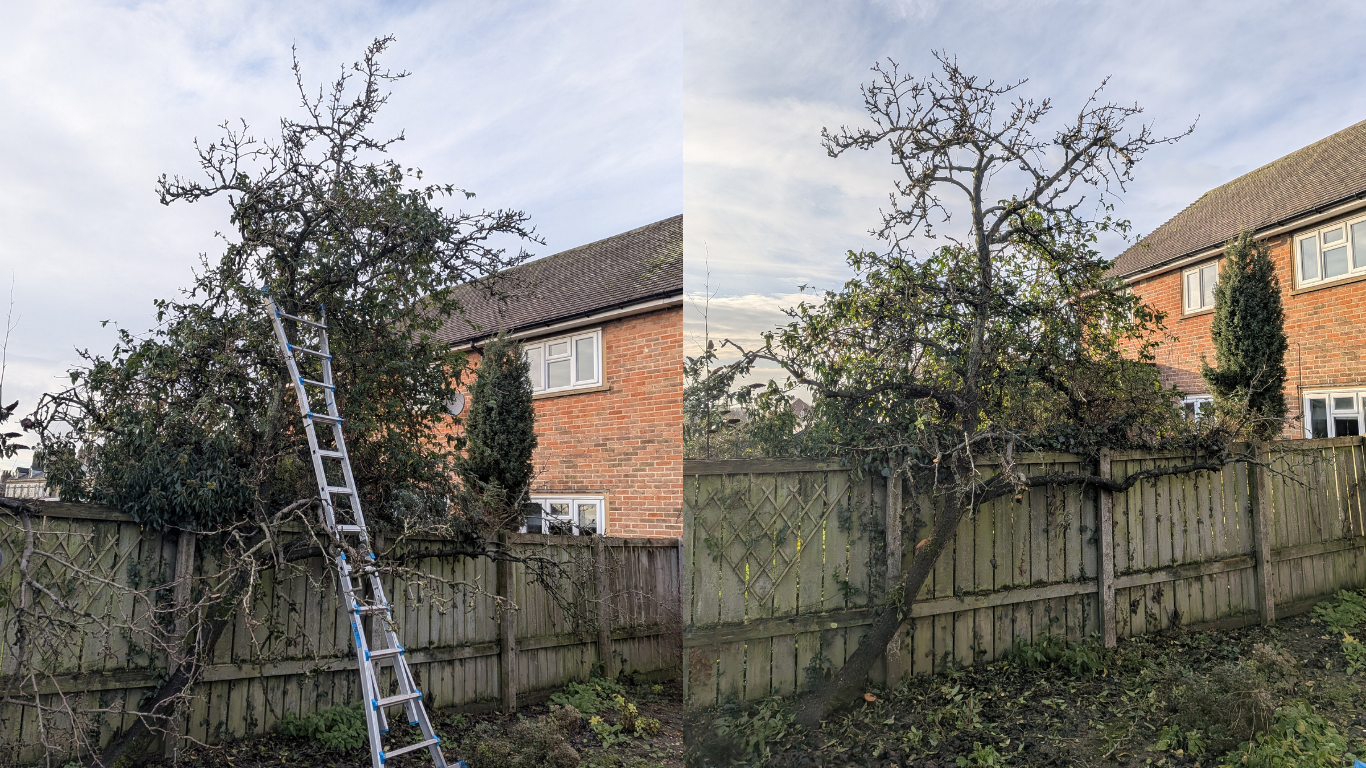 pruning of tree in pocklington by Gus Bishop Tree Services 