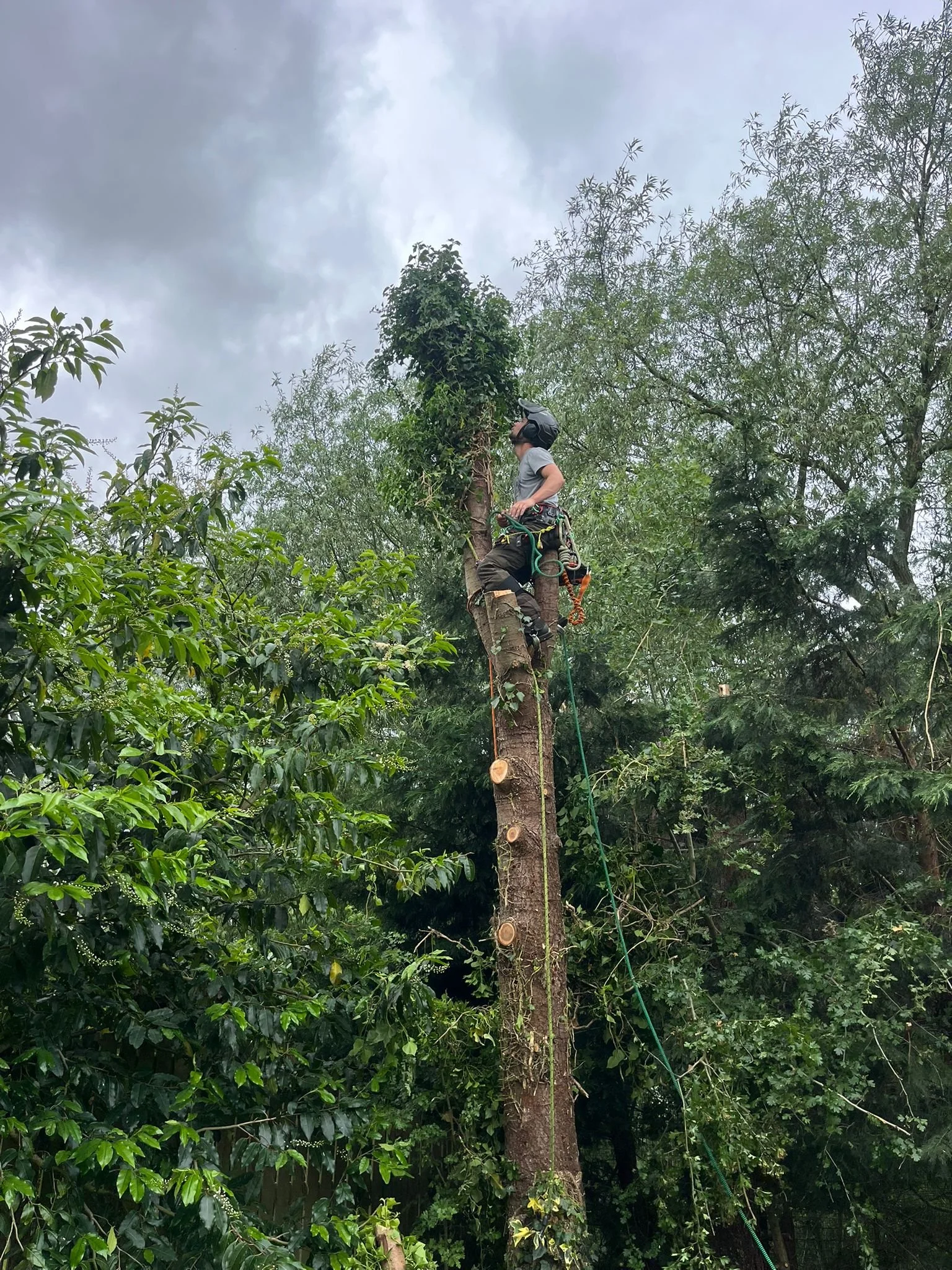 Gus Bishop Tree Services Pocklington